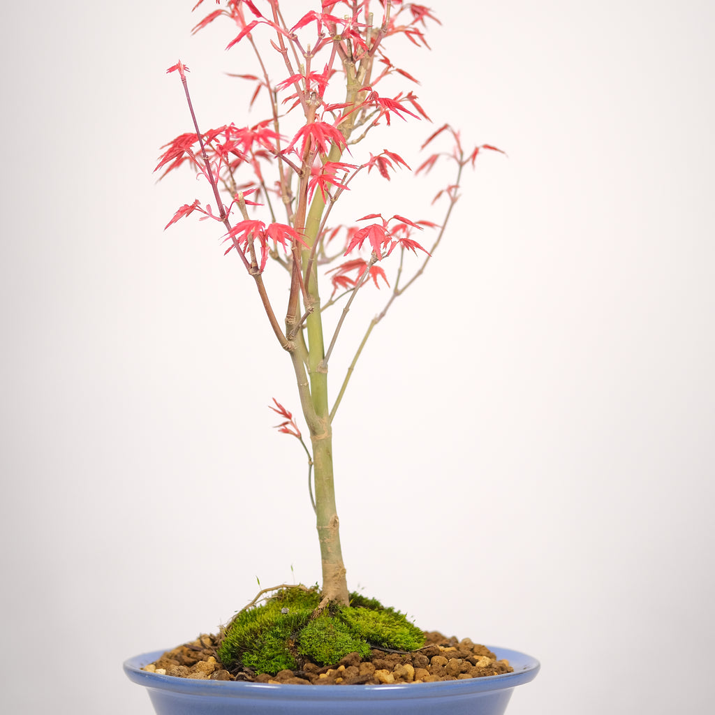 Japanese Maple 'Deshojo'