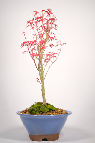 Japanese Maple 'Deshojo'