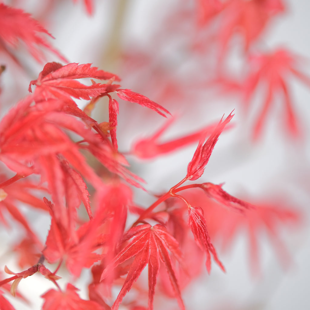 Japanese Maple 'Deshojo'