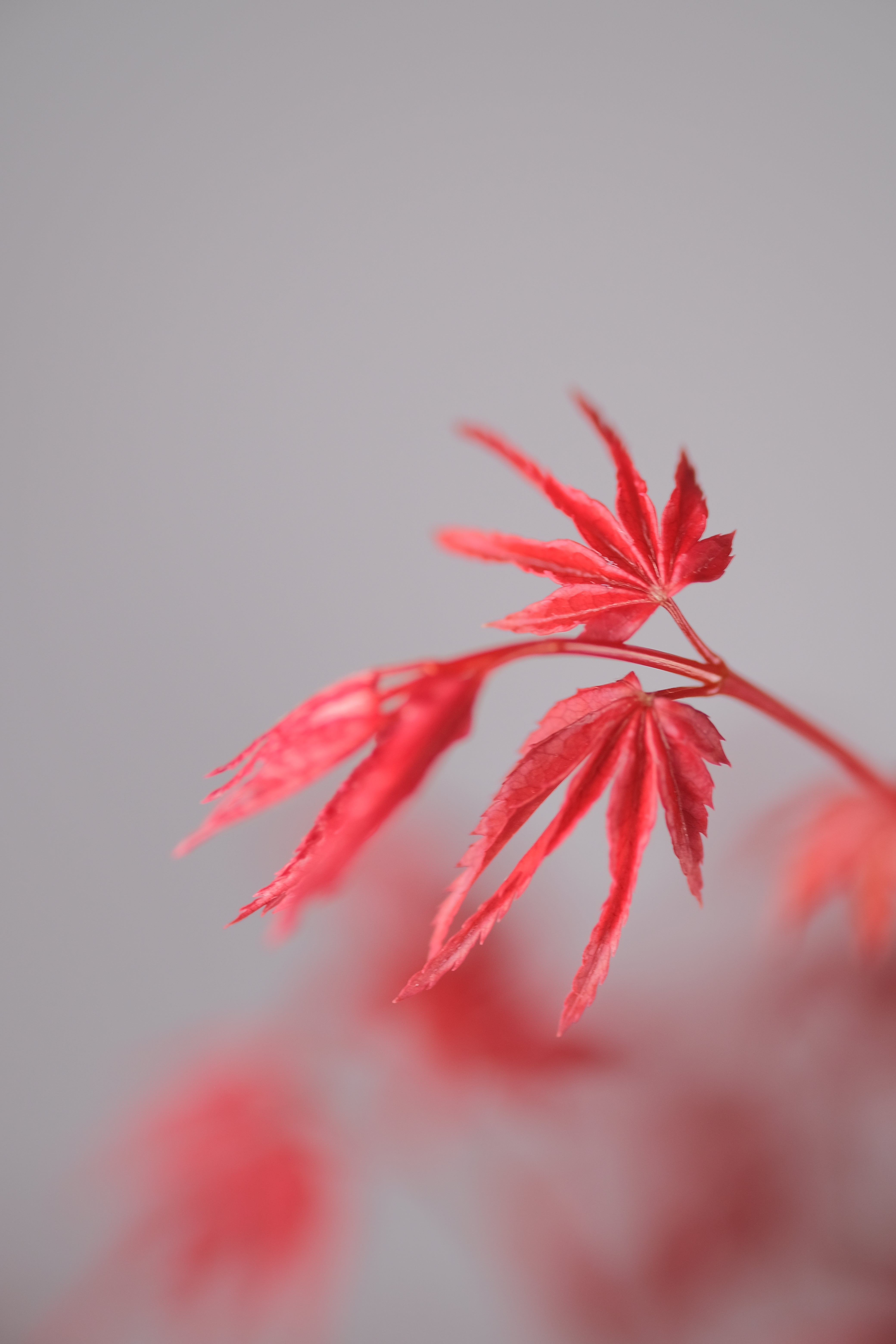 Japanese Maple 'Deshojo'