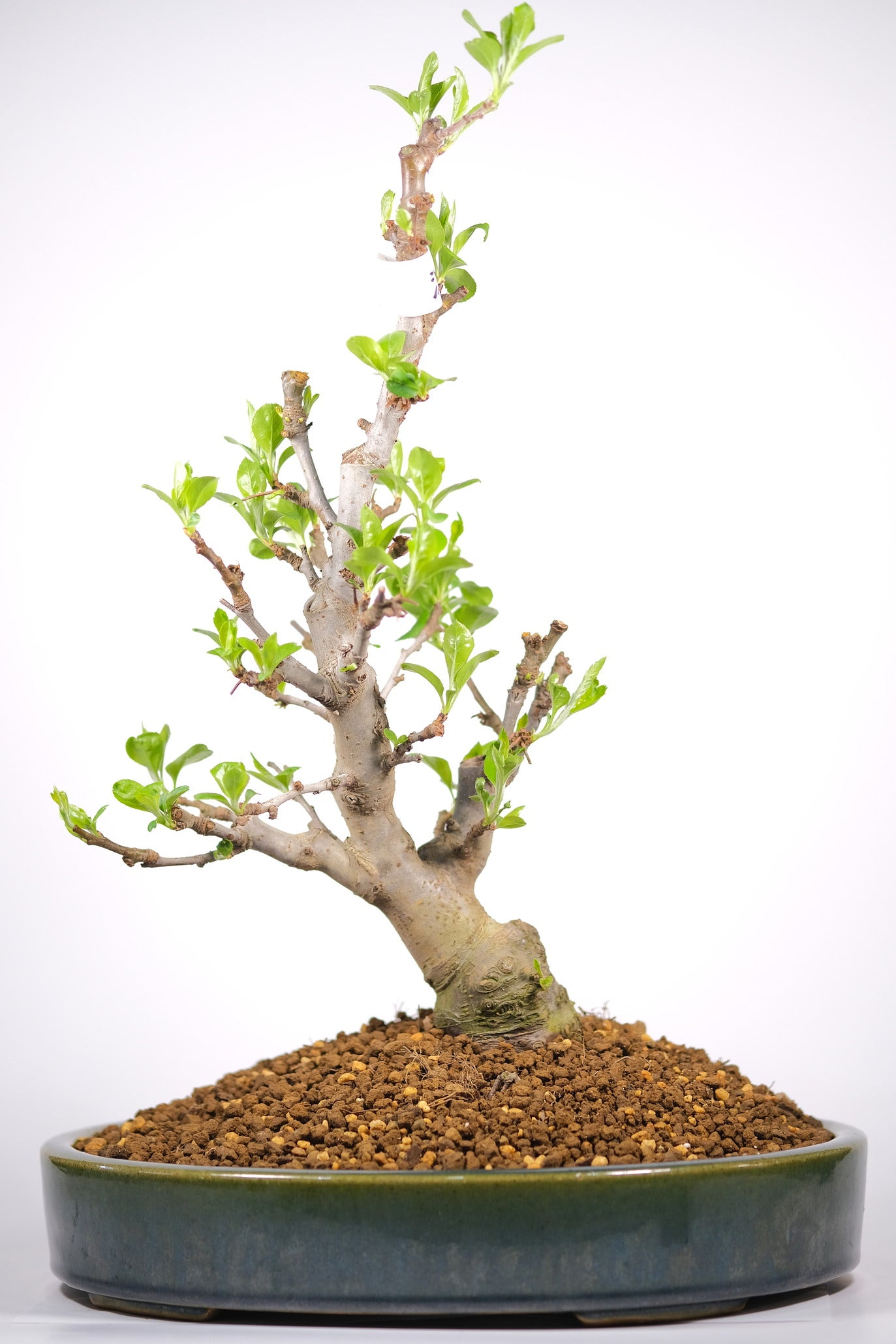 Japanese Flowering Crabapple 'Sakura Hime'