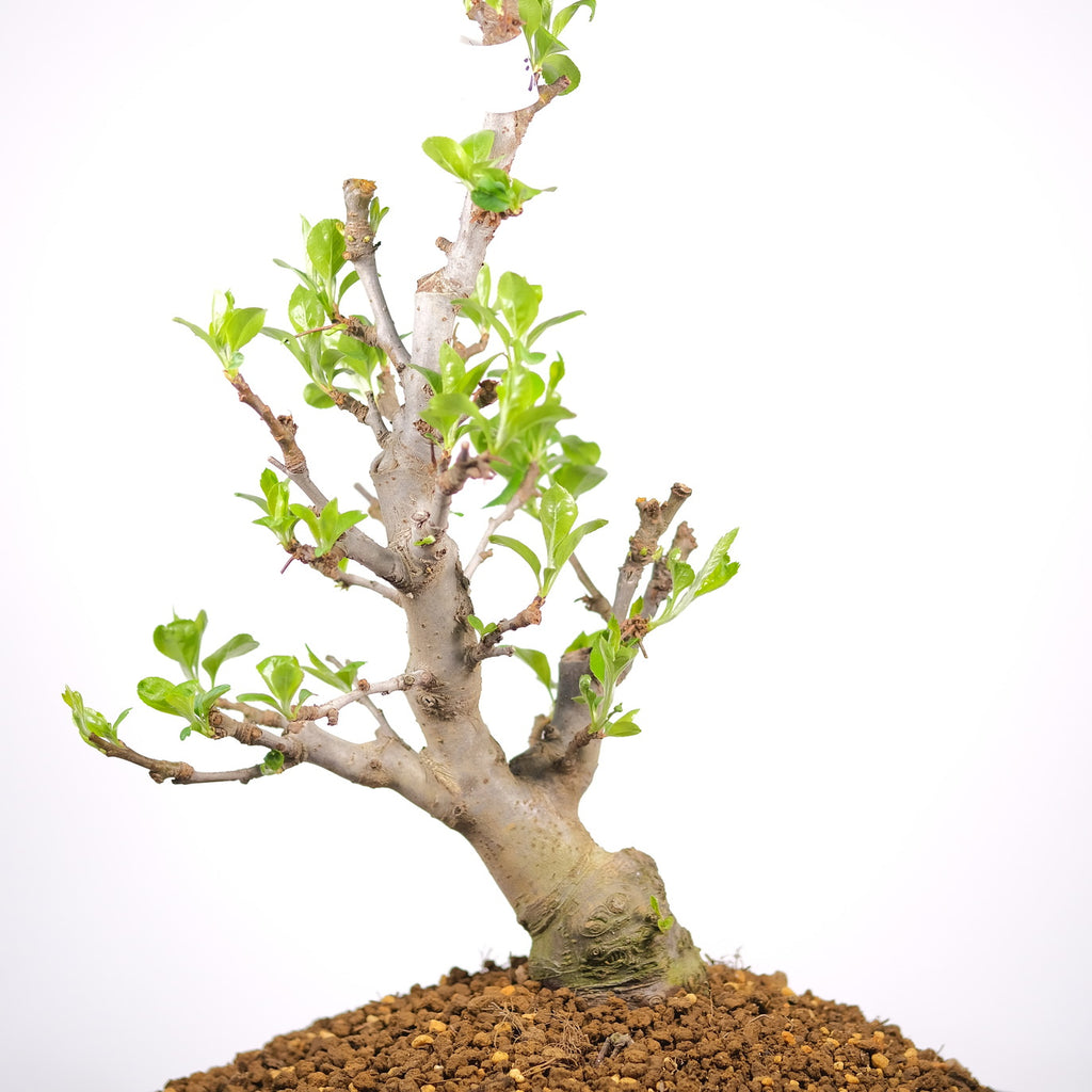 Japanese Flowering Crabapple 'Sakura Hime'
