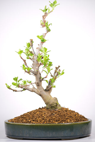 Japanese Flowering Crabapple 'Sakura Hime'