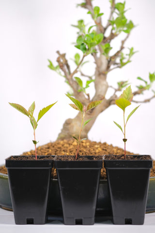 Japanese Flowering Crabapple 'Sakura Hime'  3 Seedlings