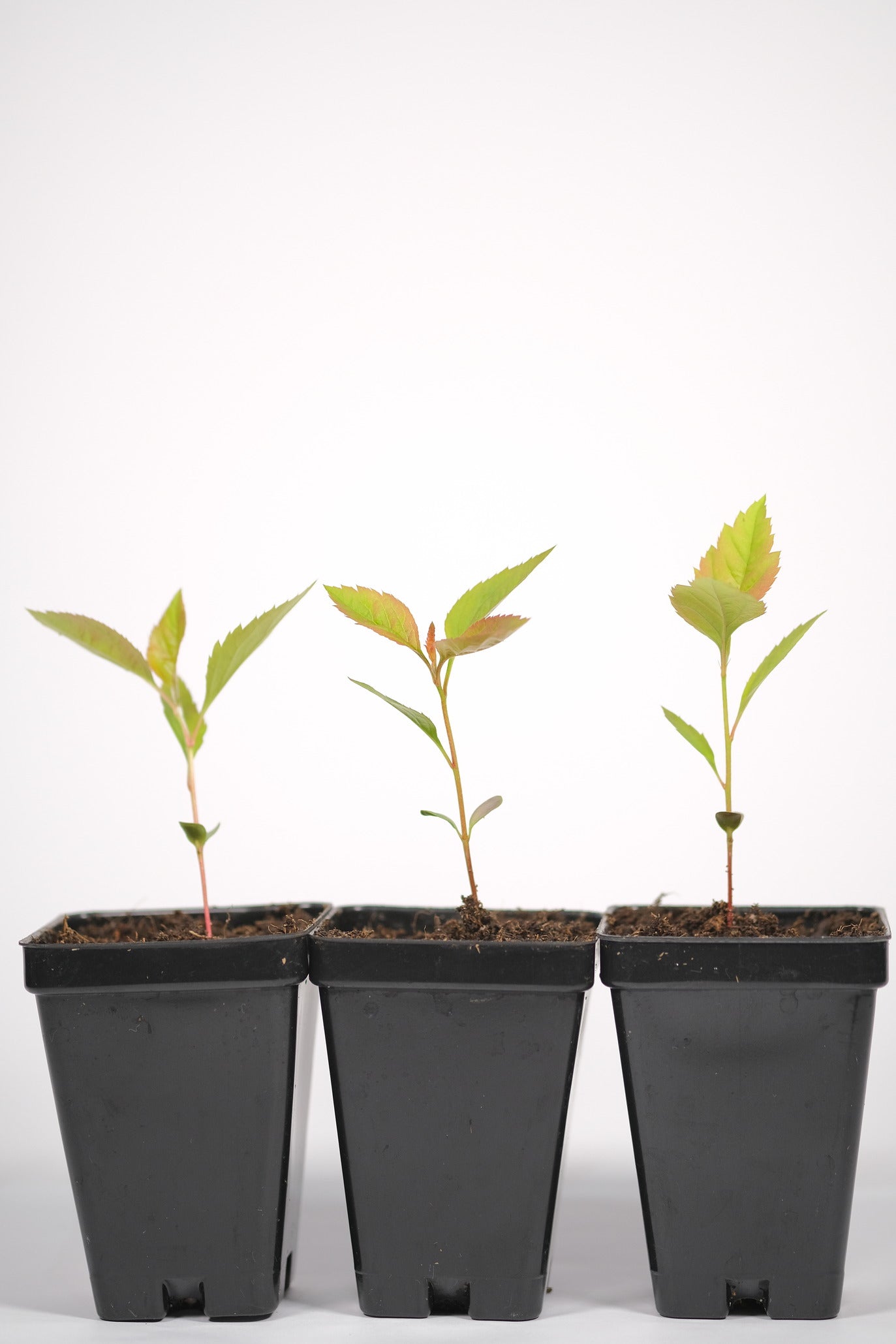 Japanese Flowering Crabapple 'Sakura Hime'  3 Seedlings