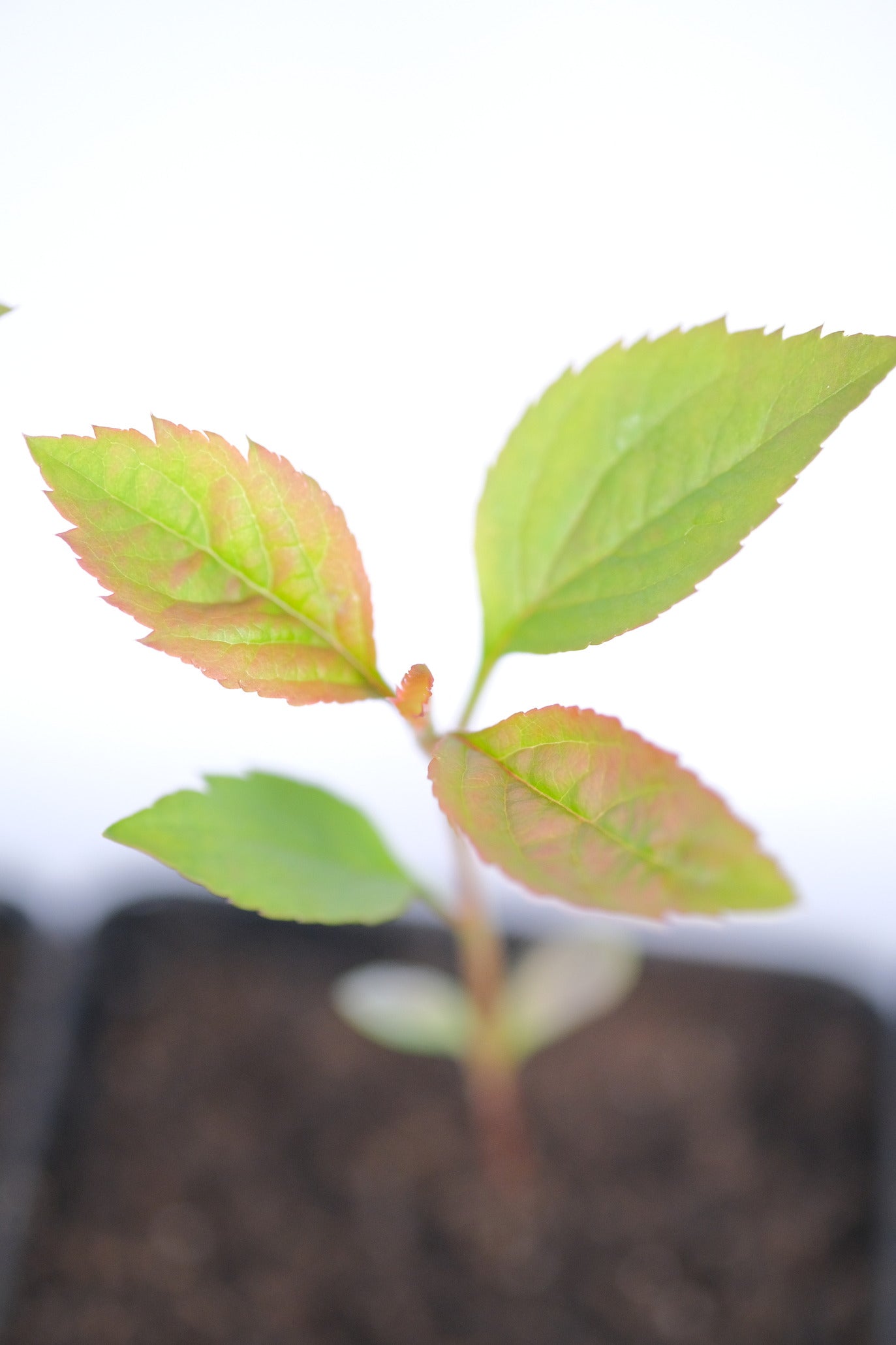 Japanese Flowering Crabapple 'Sakura Hime'  3 Seedlings