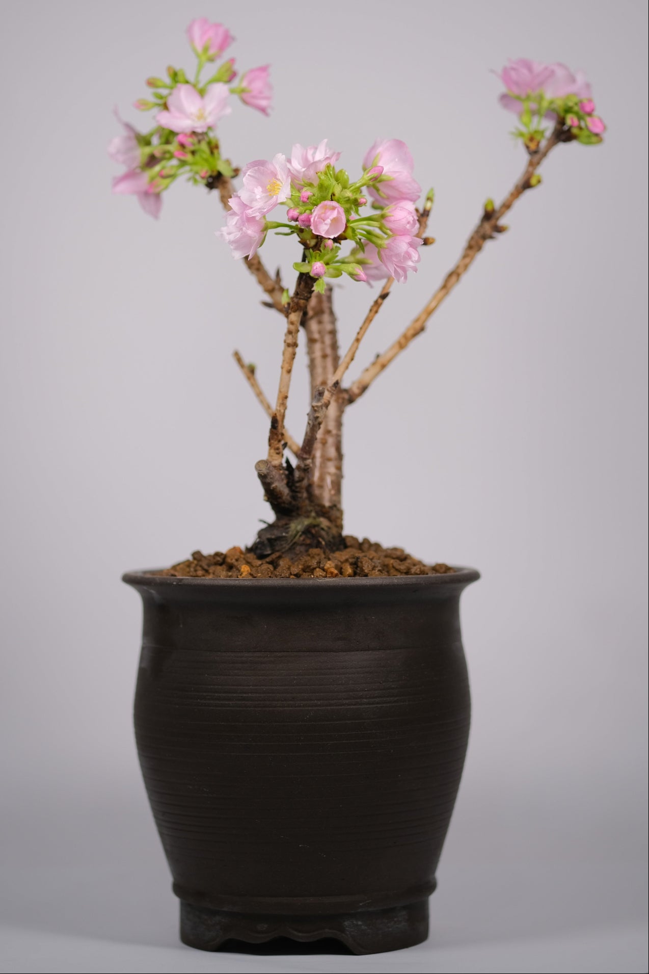 Flowering Cherry "Asahiyama" Sakura