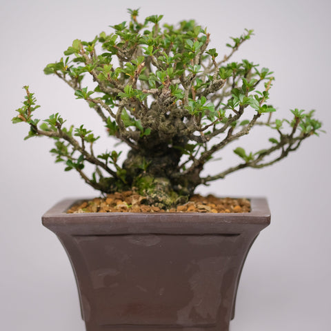 Red 'Chojubai' Quince