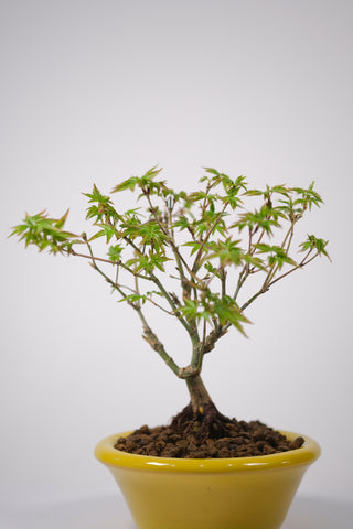 Japanese Maple 'Kiyohime'