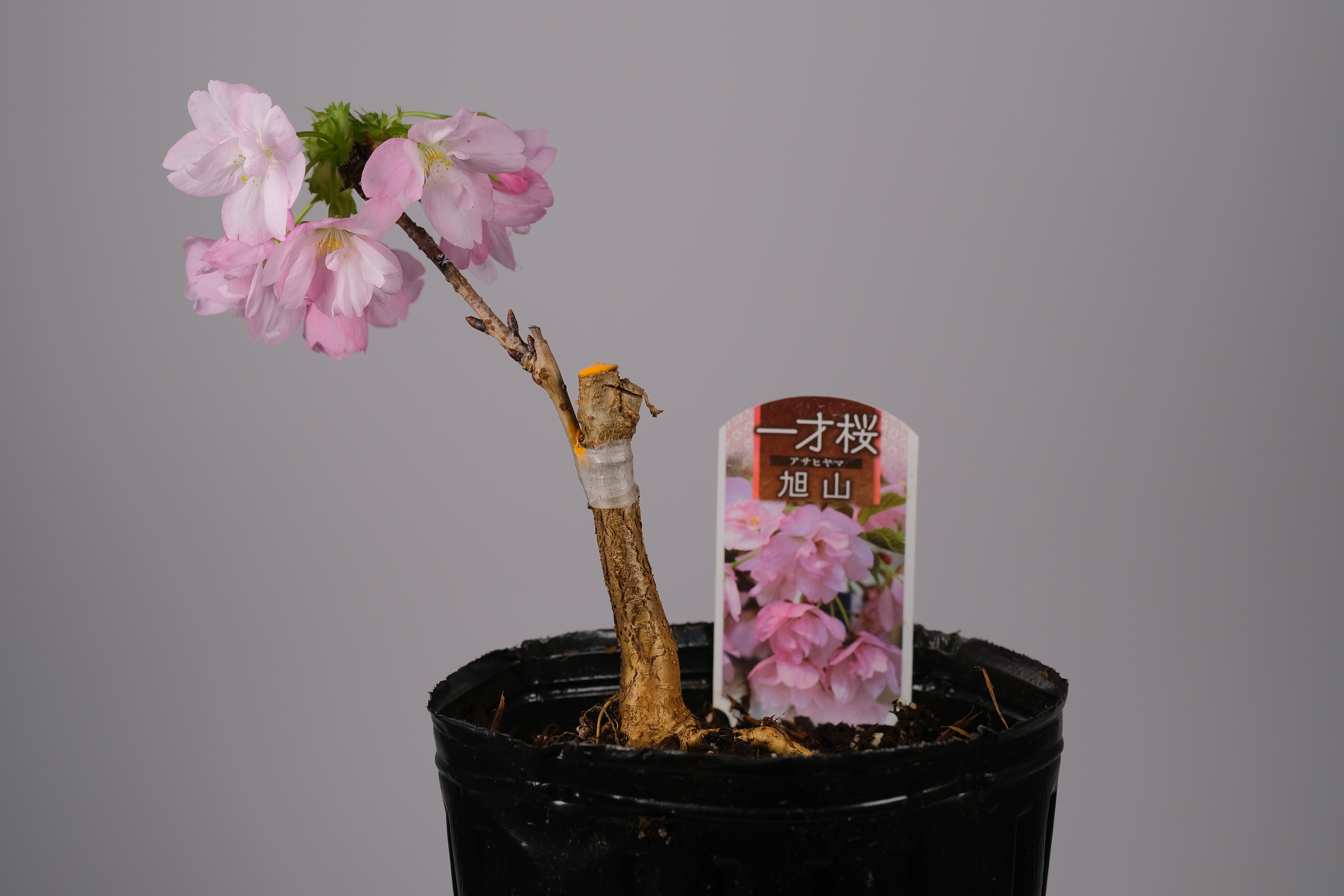 Flowering Cherry "Asahiyama" Sakura Pre-order