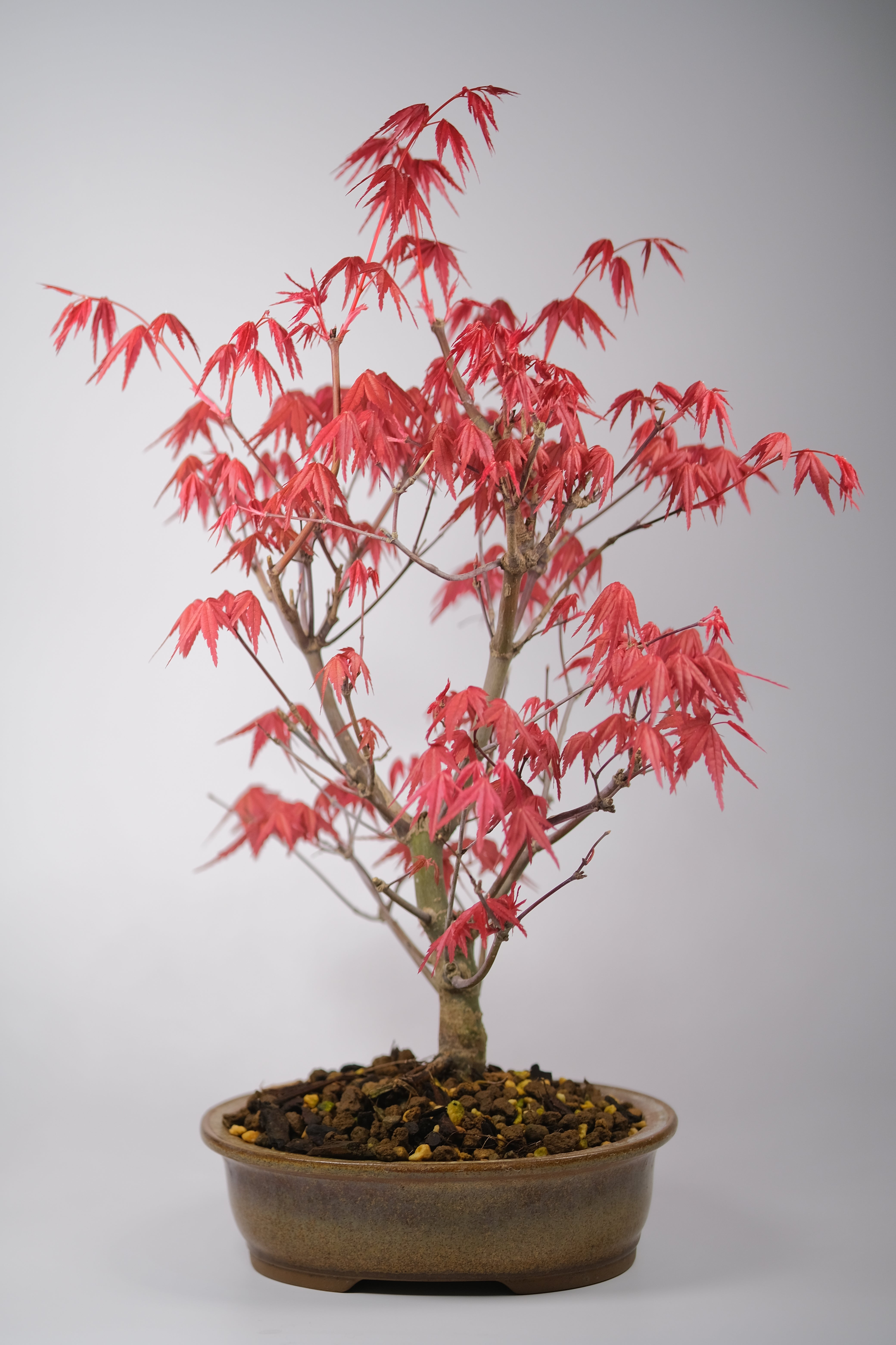 Japanese Maple 'Deshojo'
