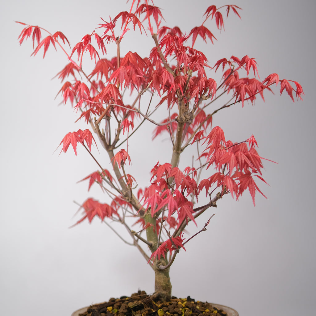 Japanese Maple 'Deshojo'