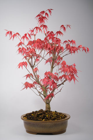 Japanese Maple 'Deshojo'