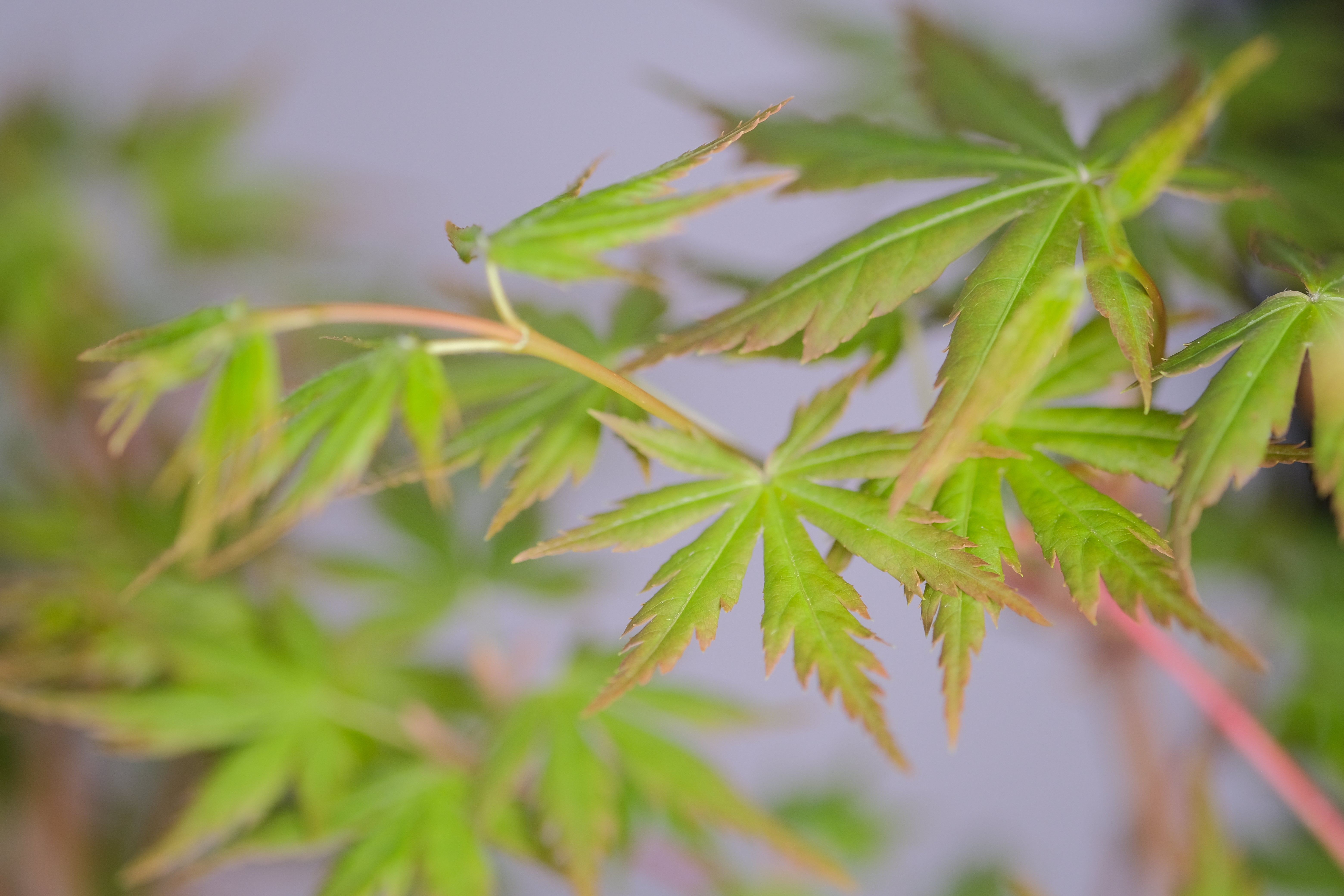 Japanese Maple 'Kashima'
