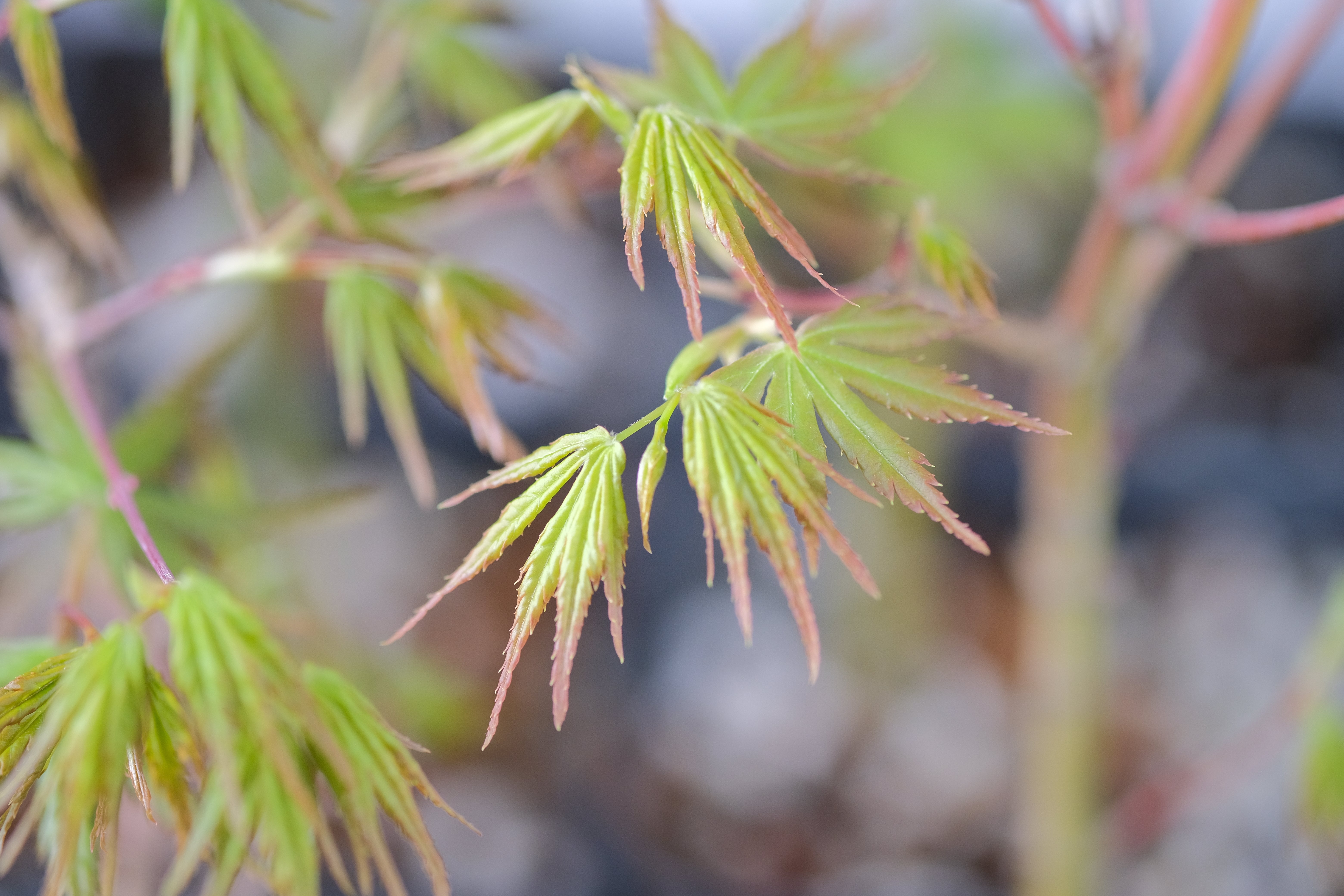 Japanese Maple 'Kashima'