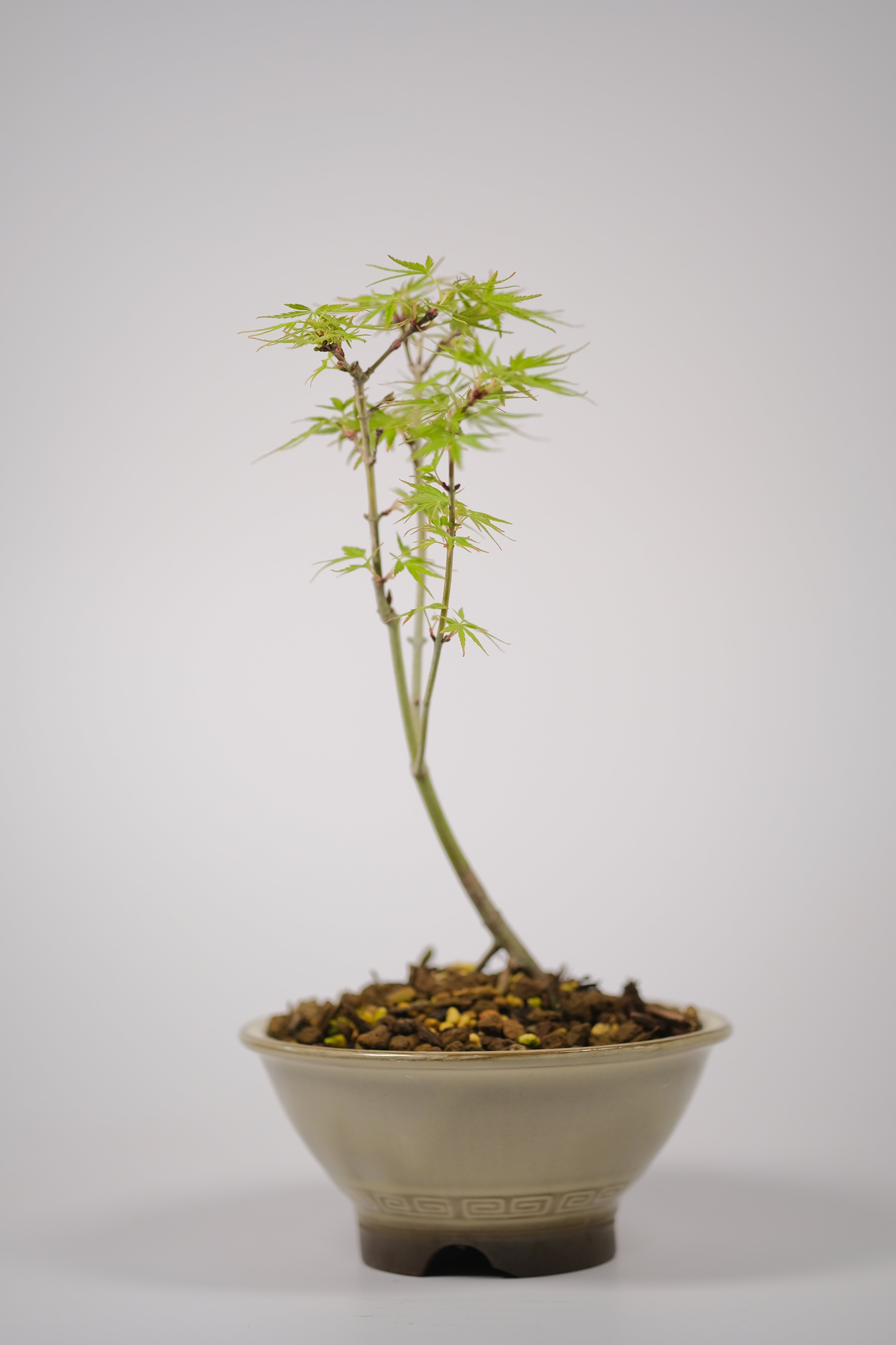 Japanese Maple 'Nagarakawa'