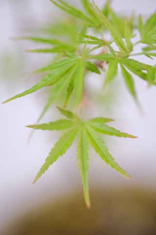 Japanese Maple 'Nagarakawa'