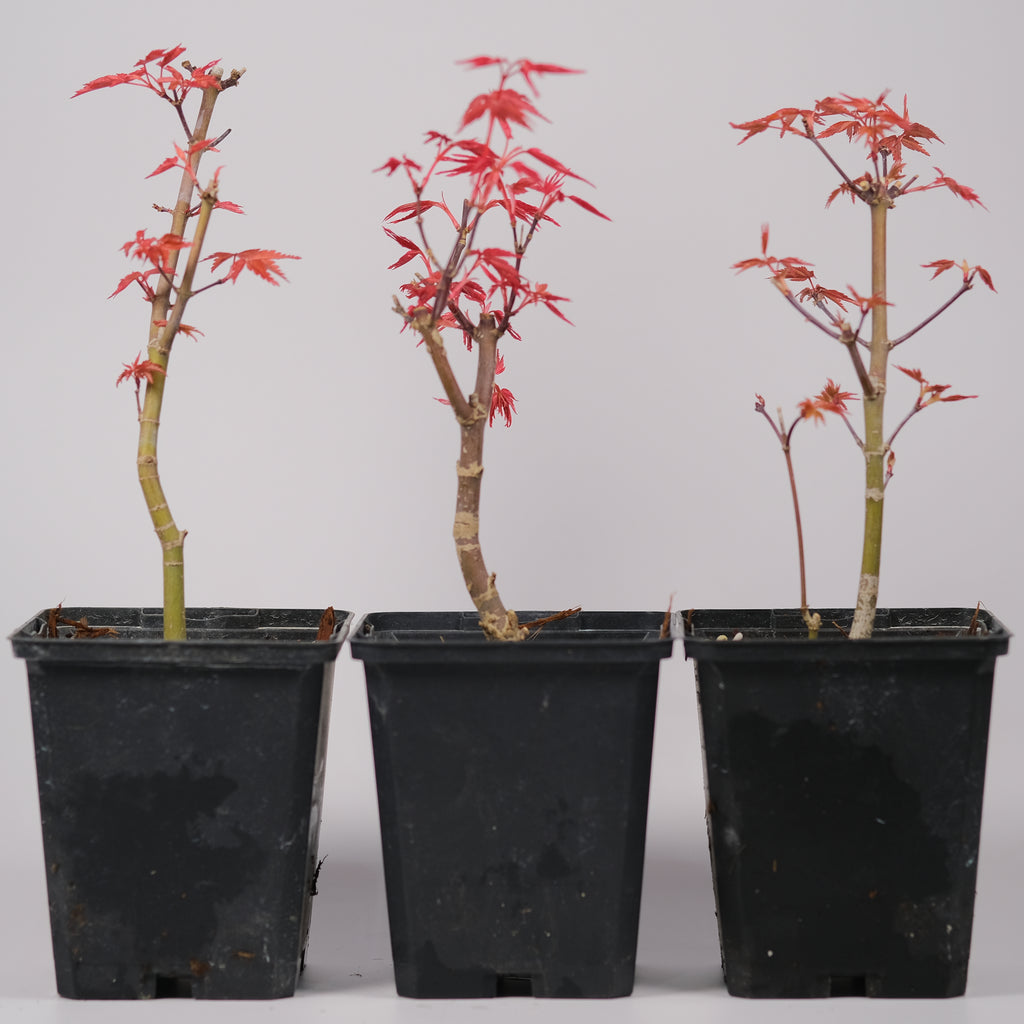 Japanese Maple 'Deshojo'