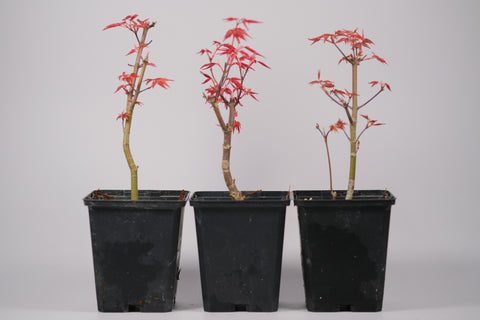 Japanese Maple 'Deshojo'