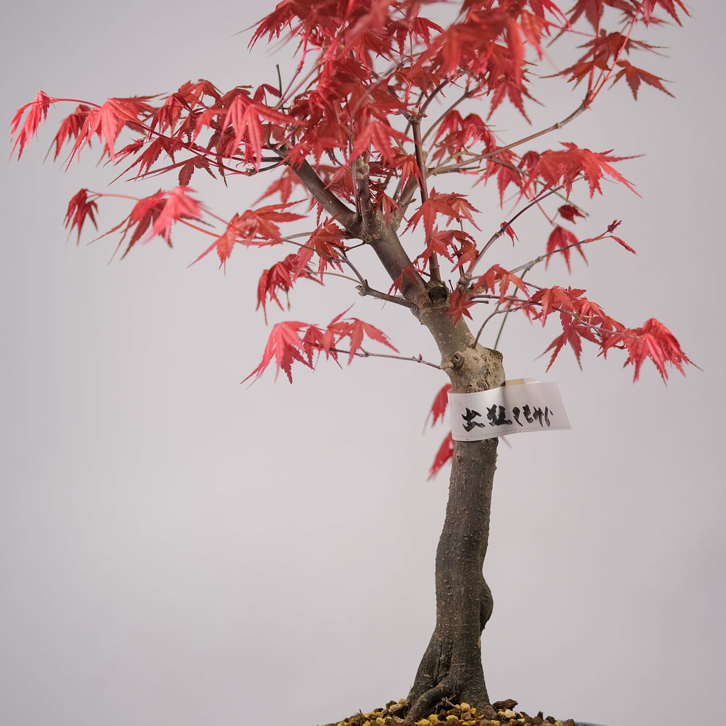 Japanese Maple 'Deshojo'