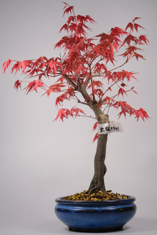 Japanese Maple 'Deshojo'