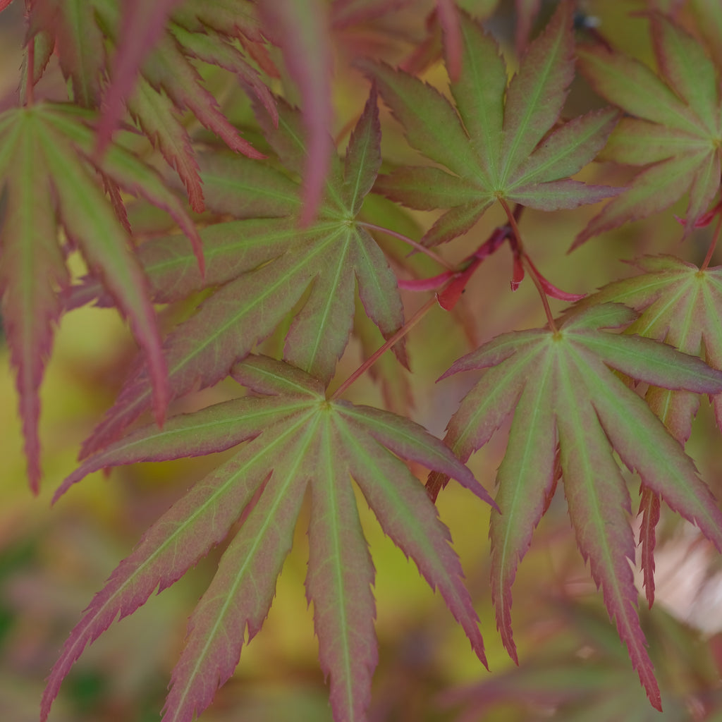 Japanese Maple 'Yves' Arakawa'