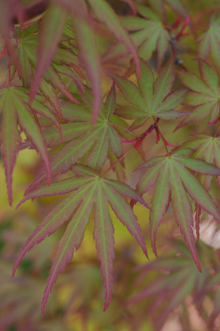 Japanese Maple 'Yves' Arakawa'