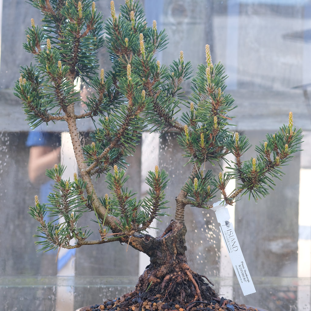 Japanese black pine 'Kotobuki'