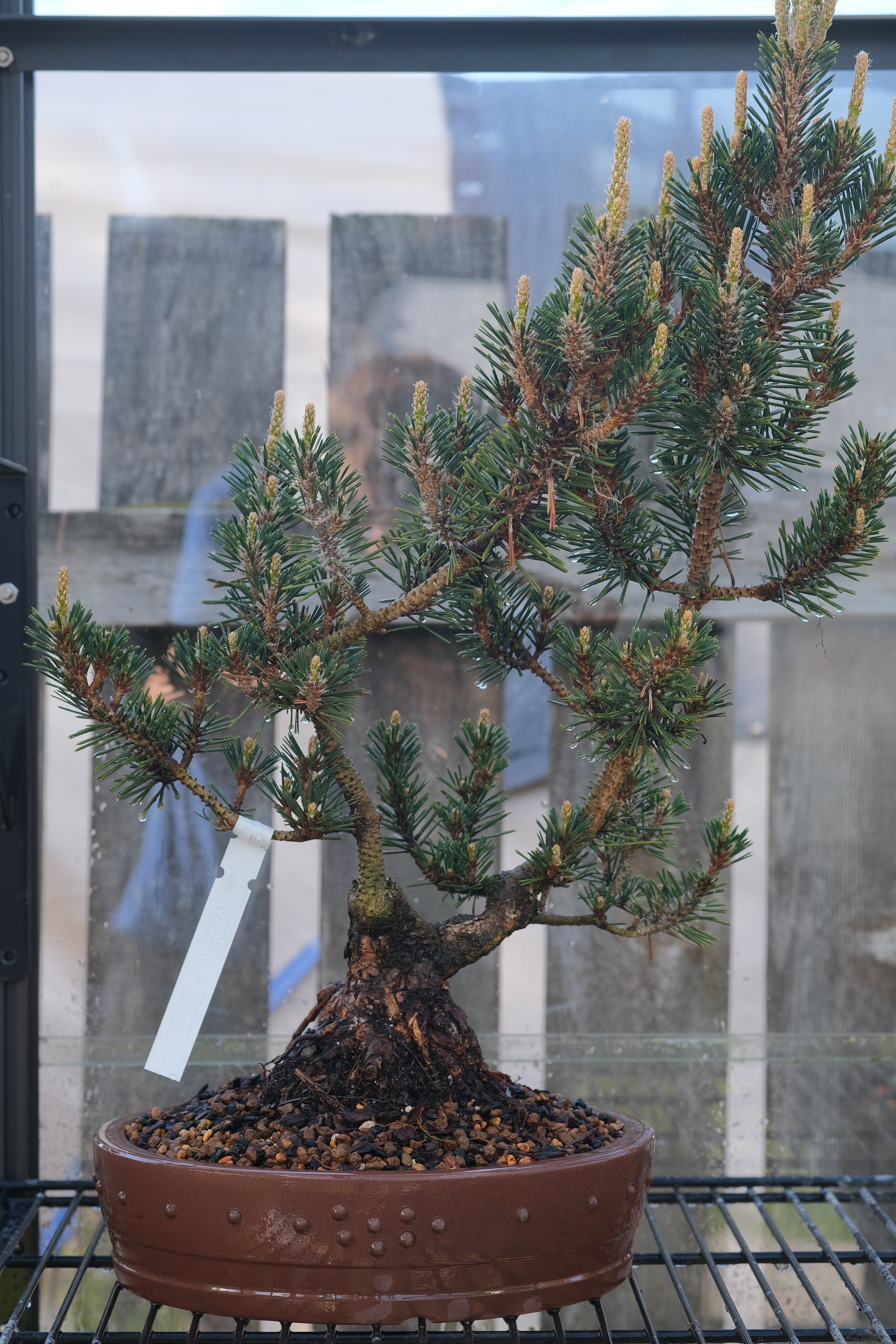 Japanese black pine 'Kotobuki'