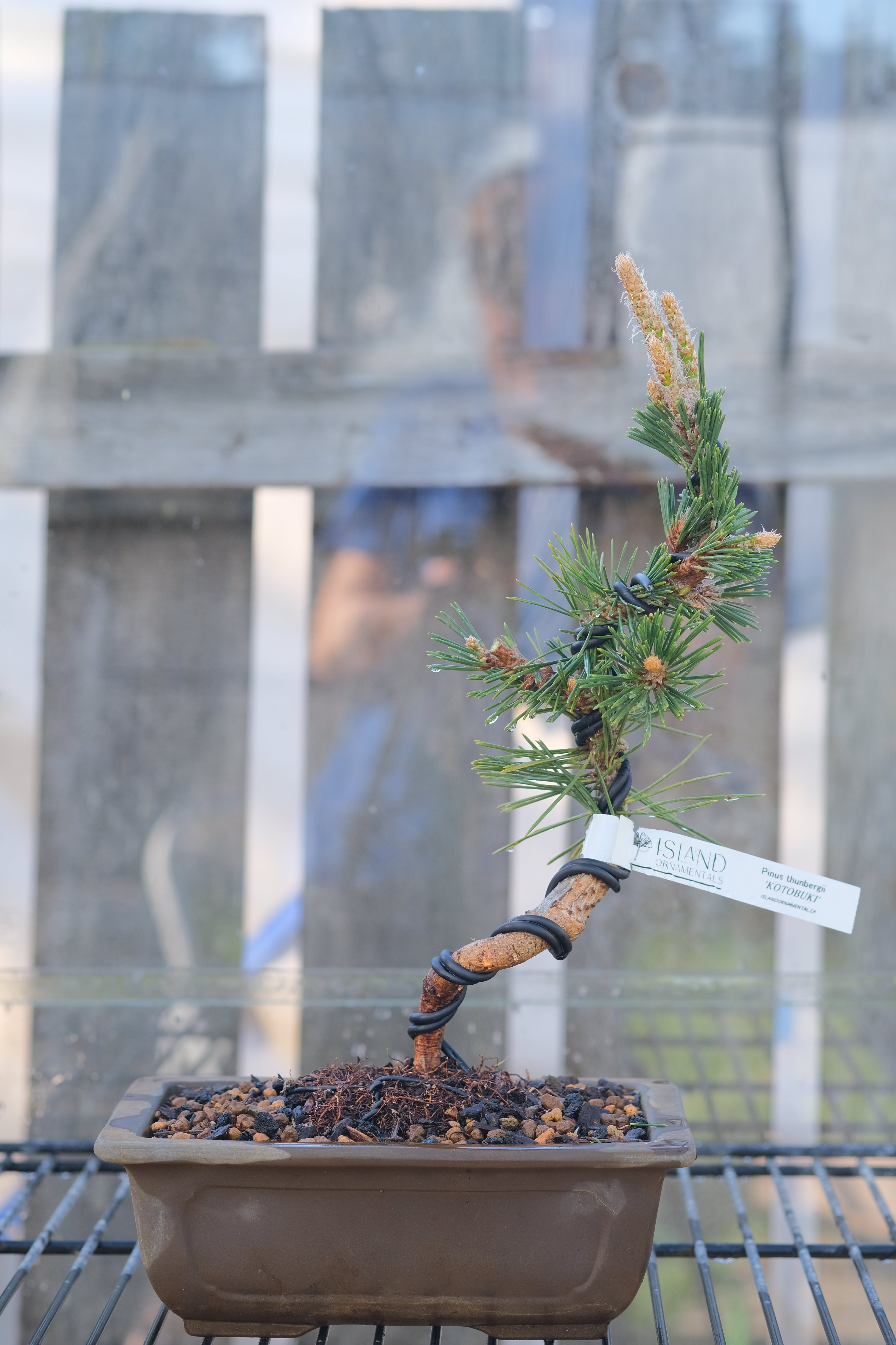 Japanese black pine 'Kotobuki'