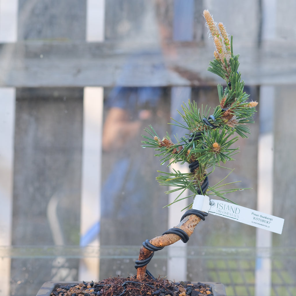 Japanese black pine 'Kotobuki'