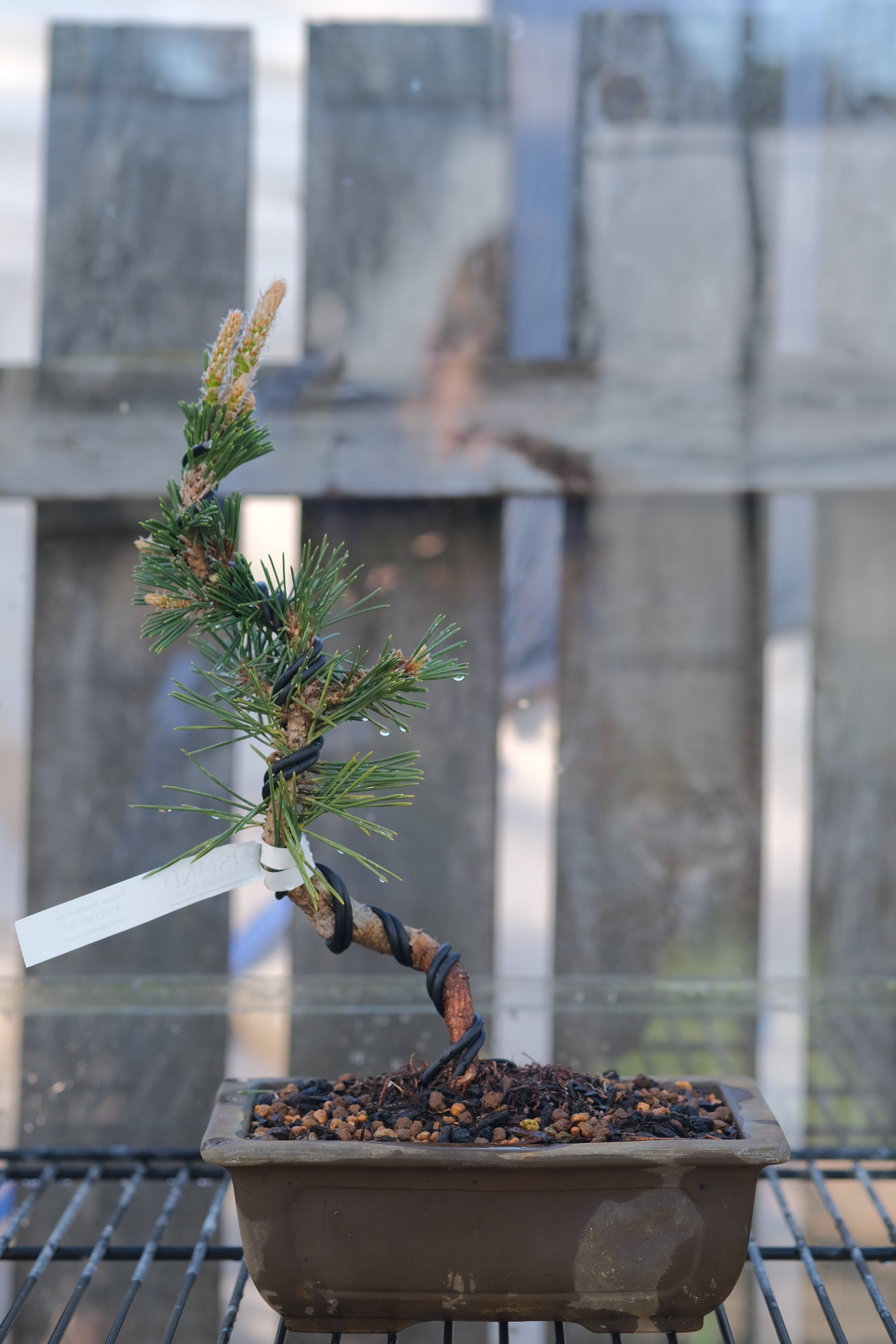 Japanese black pine 'Kotobuki'