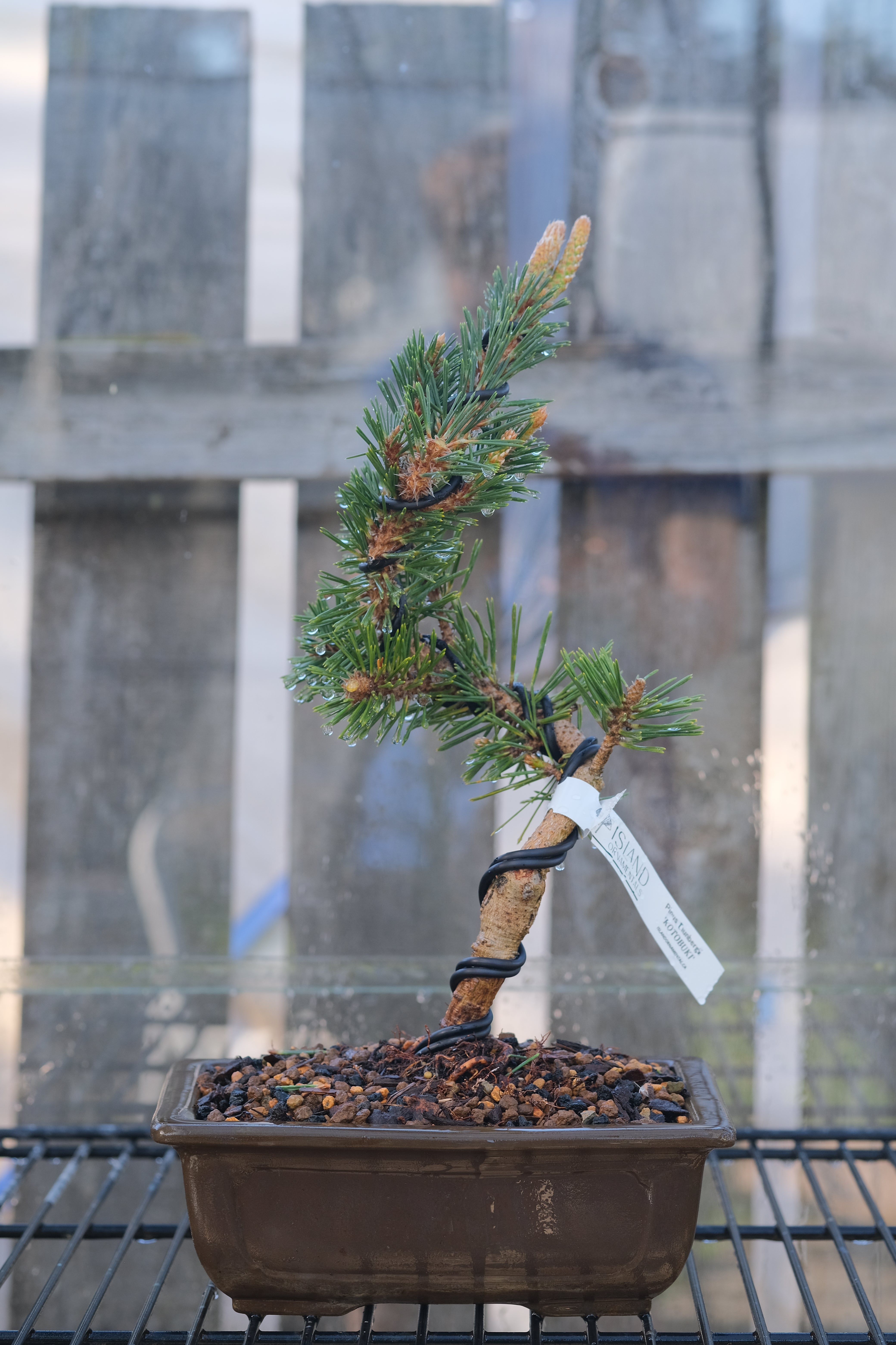 Japanese black pine 'Kotobuki'