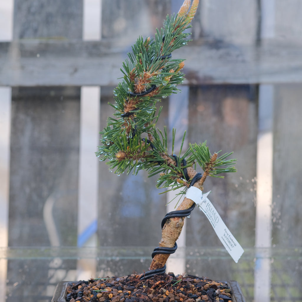 Japanese black pine 'Kotobuki'