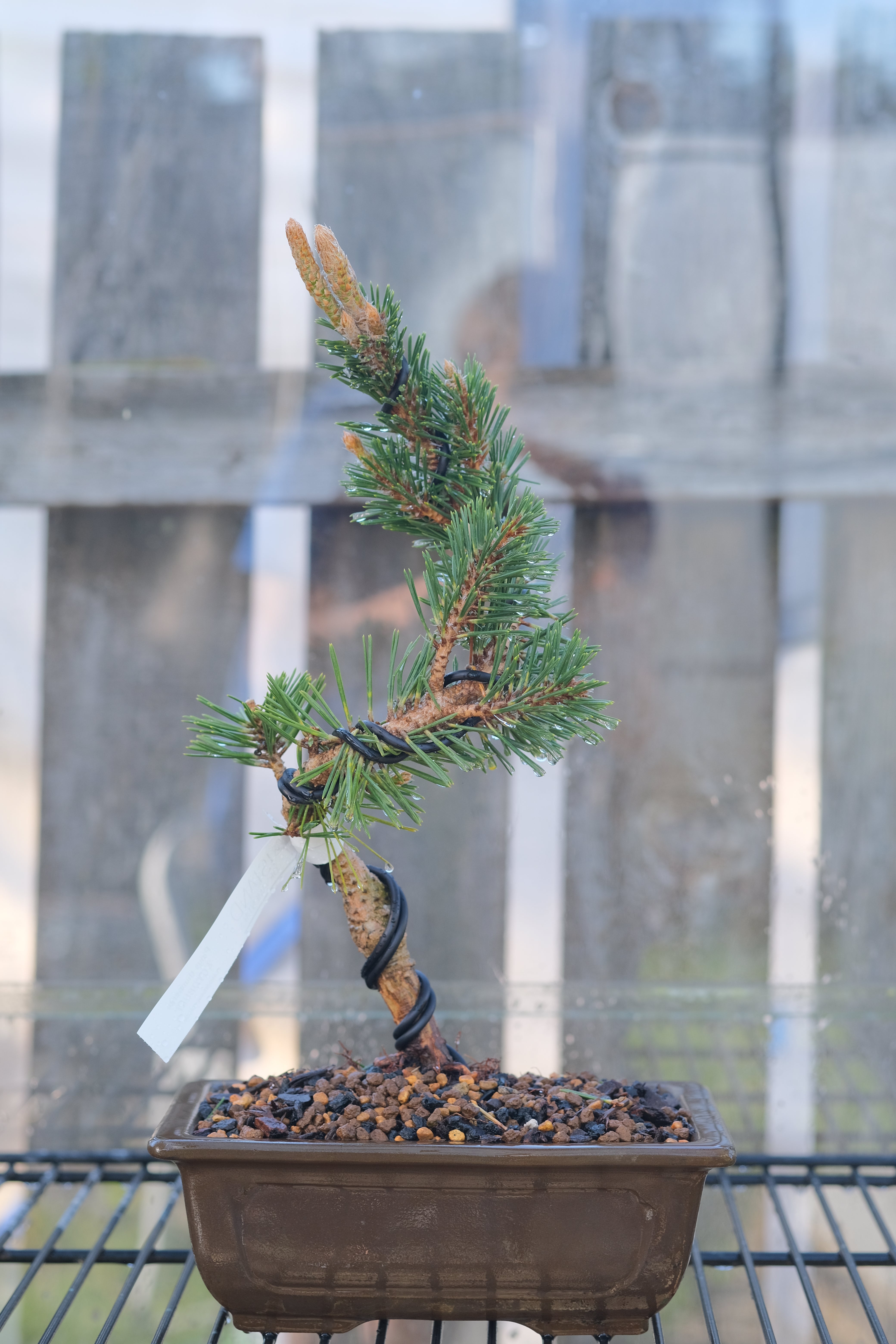 Japanese black pine 'Kotobuki'