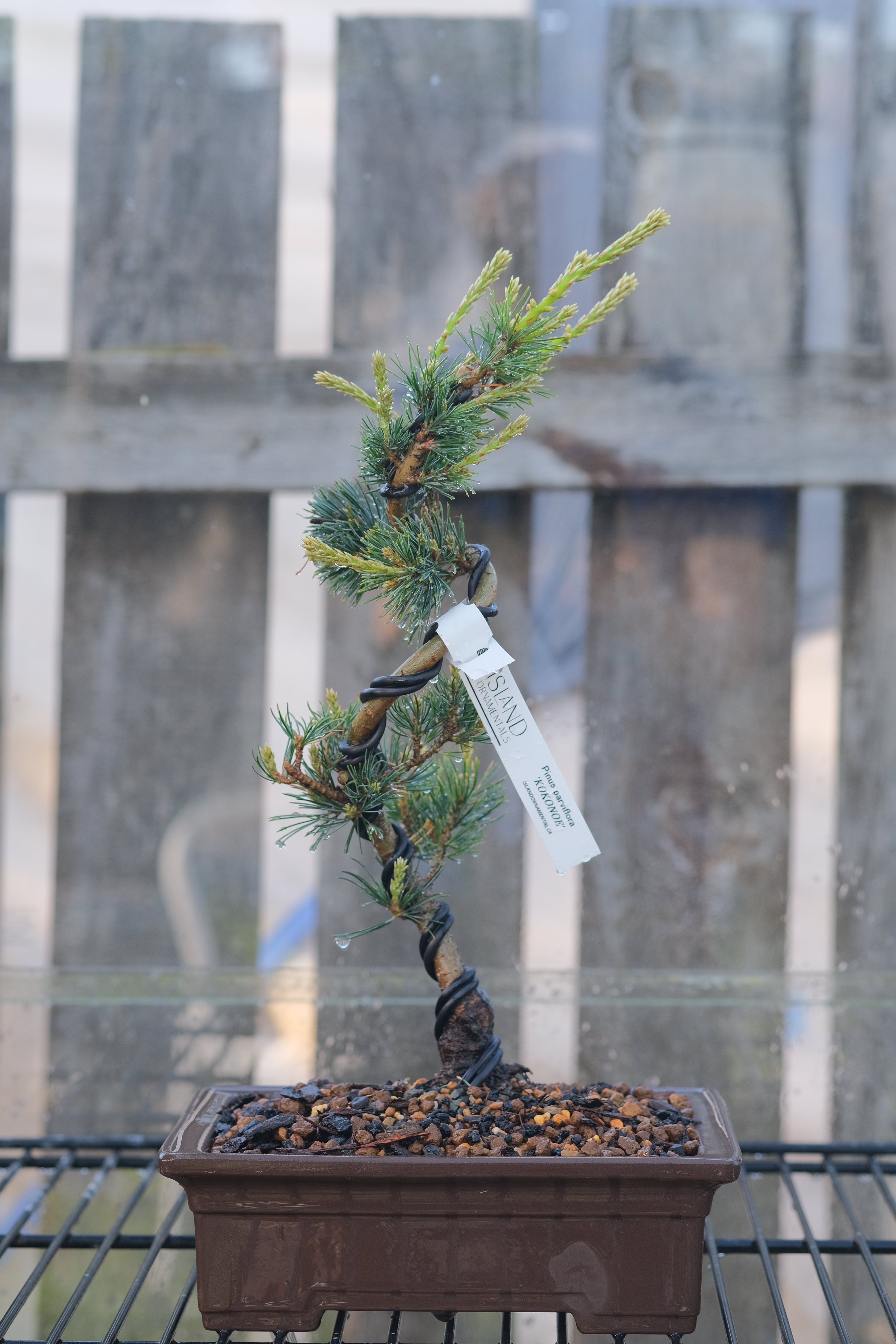 Japanese white pine 'Kokonoe'