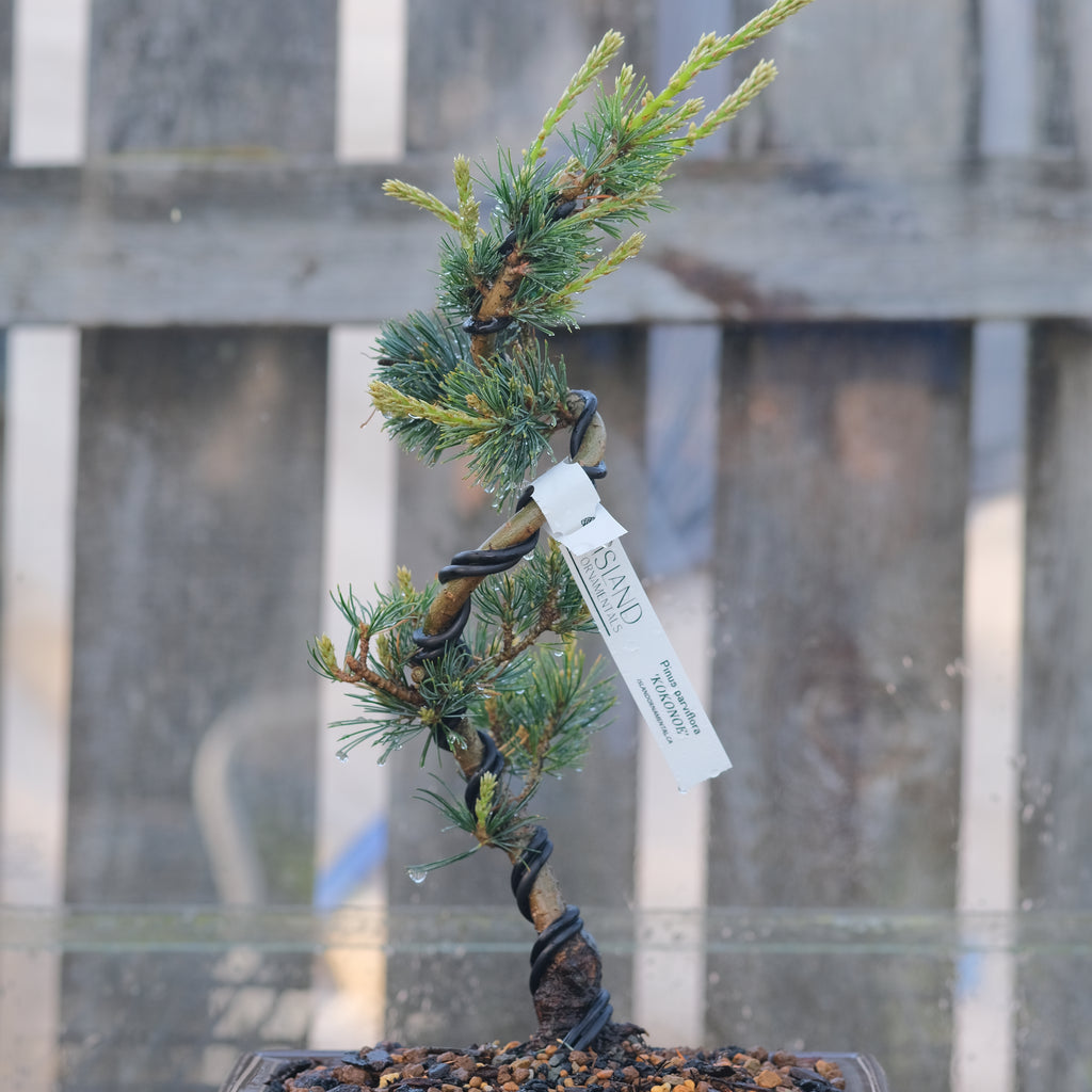 Japanese white pine 'Kokonoe'