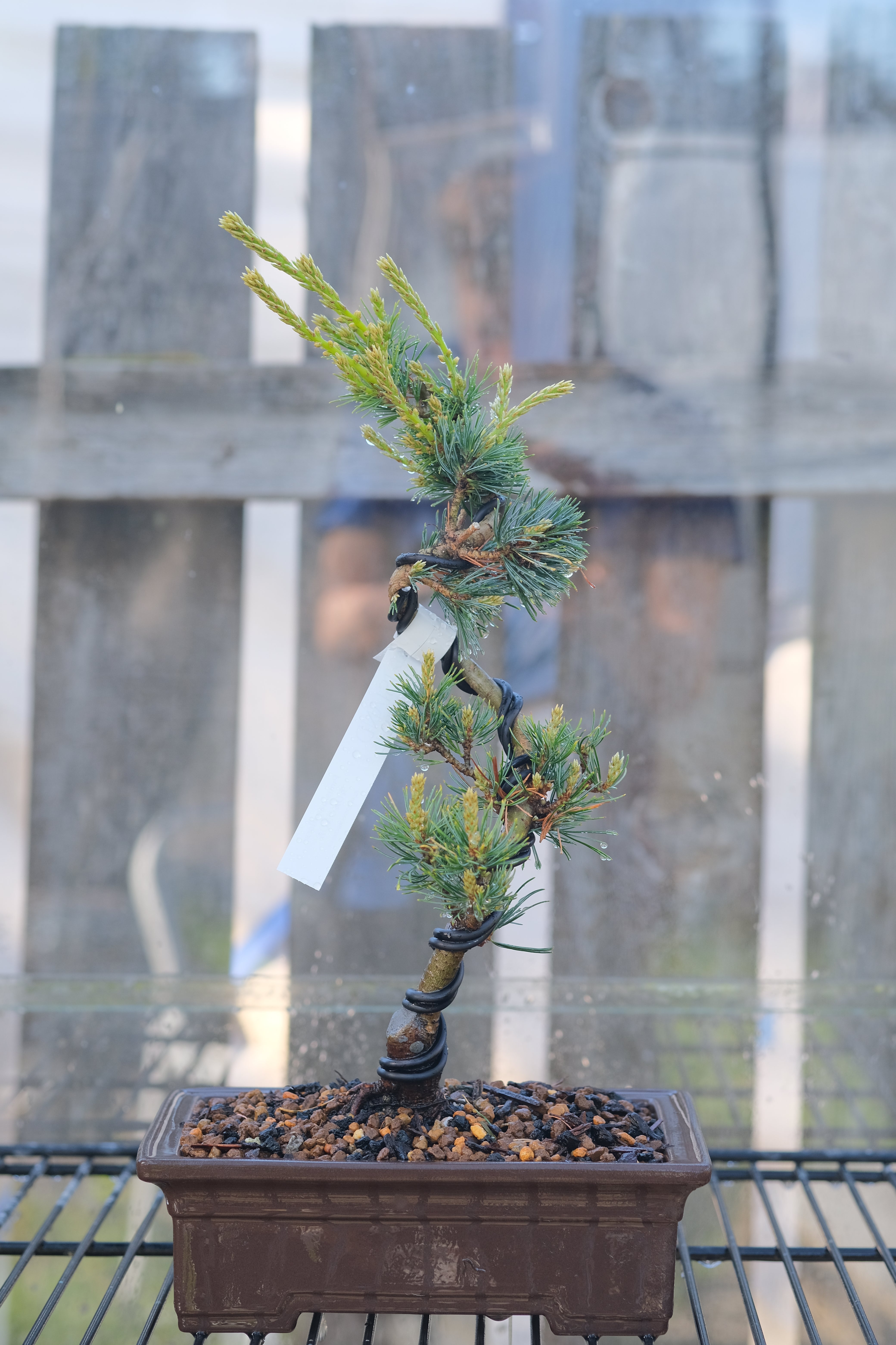 Japanese white pine 'Kokonoe'