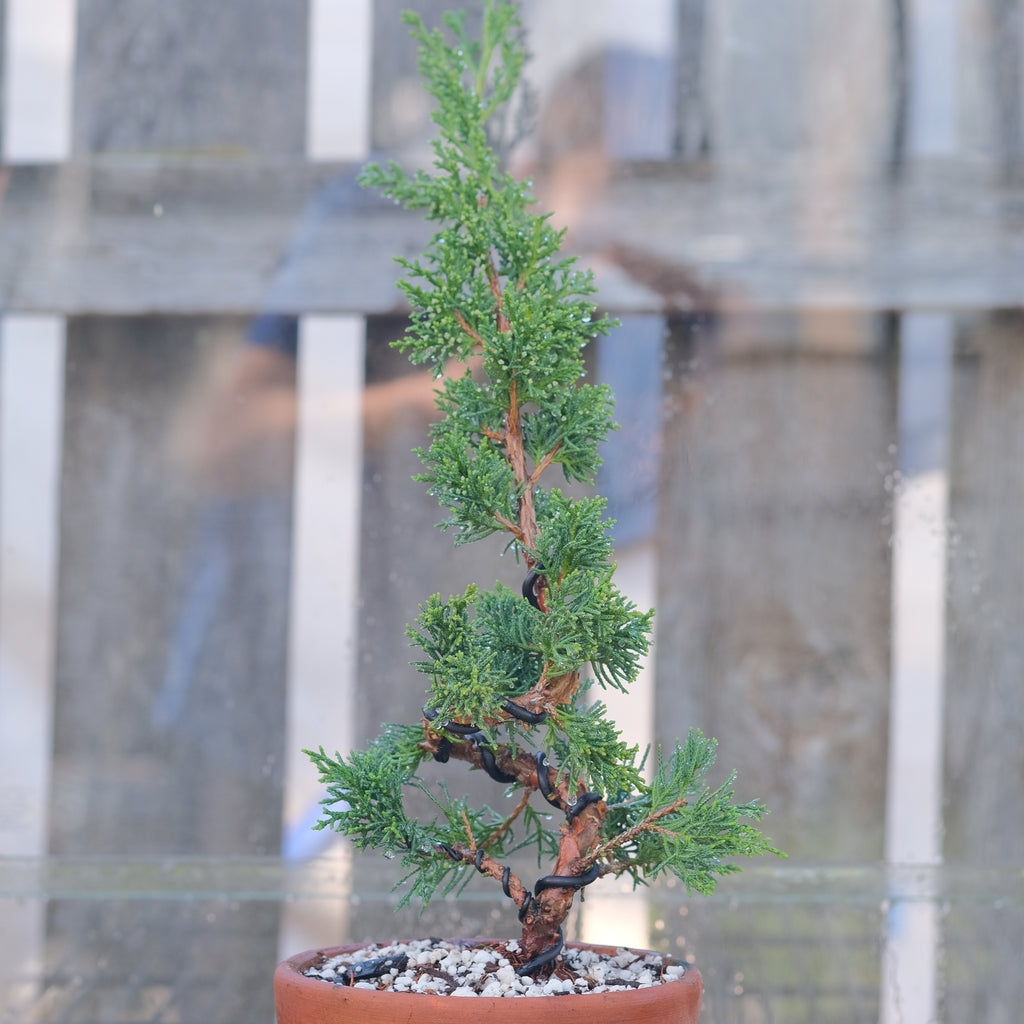 Juniperus chinensis 'Shimpaku'