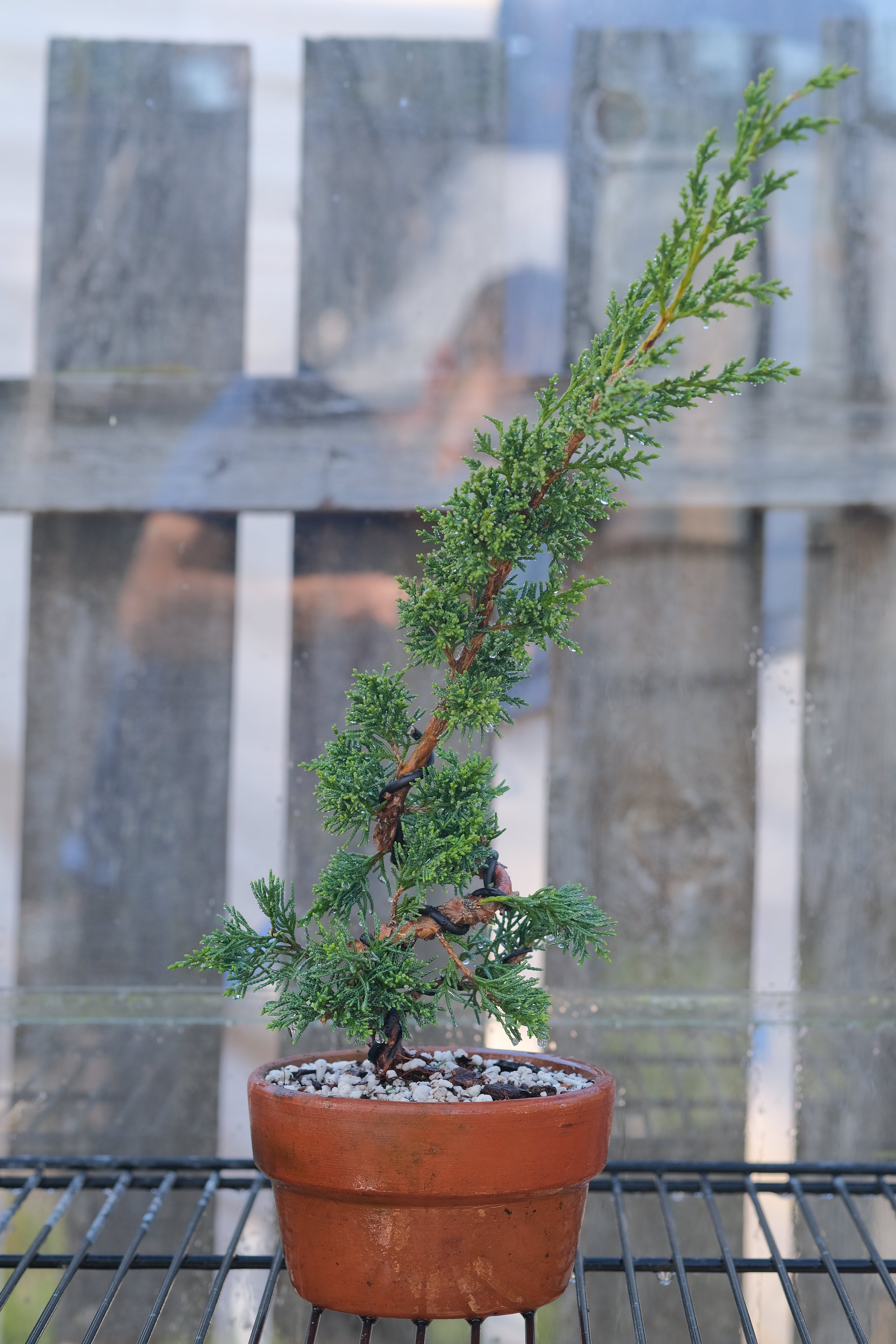Juniperus chinensis 'Shimpaku'