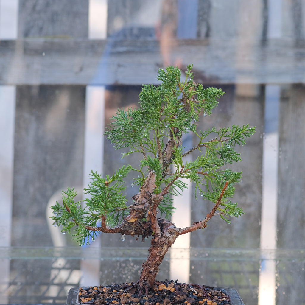 Juniperus chinensis 'Shimpaku'