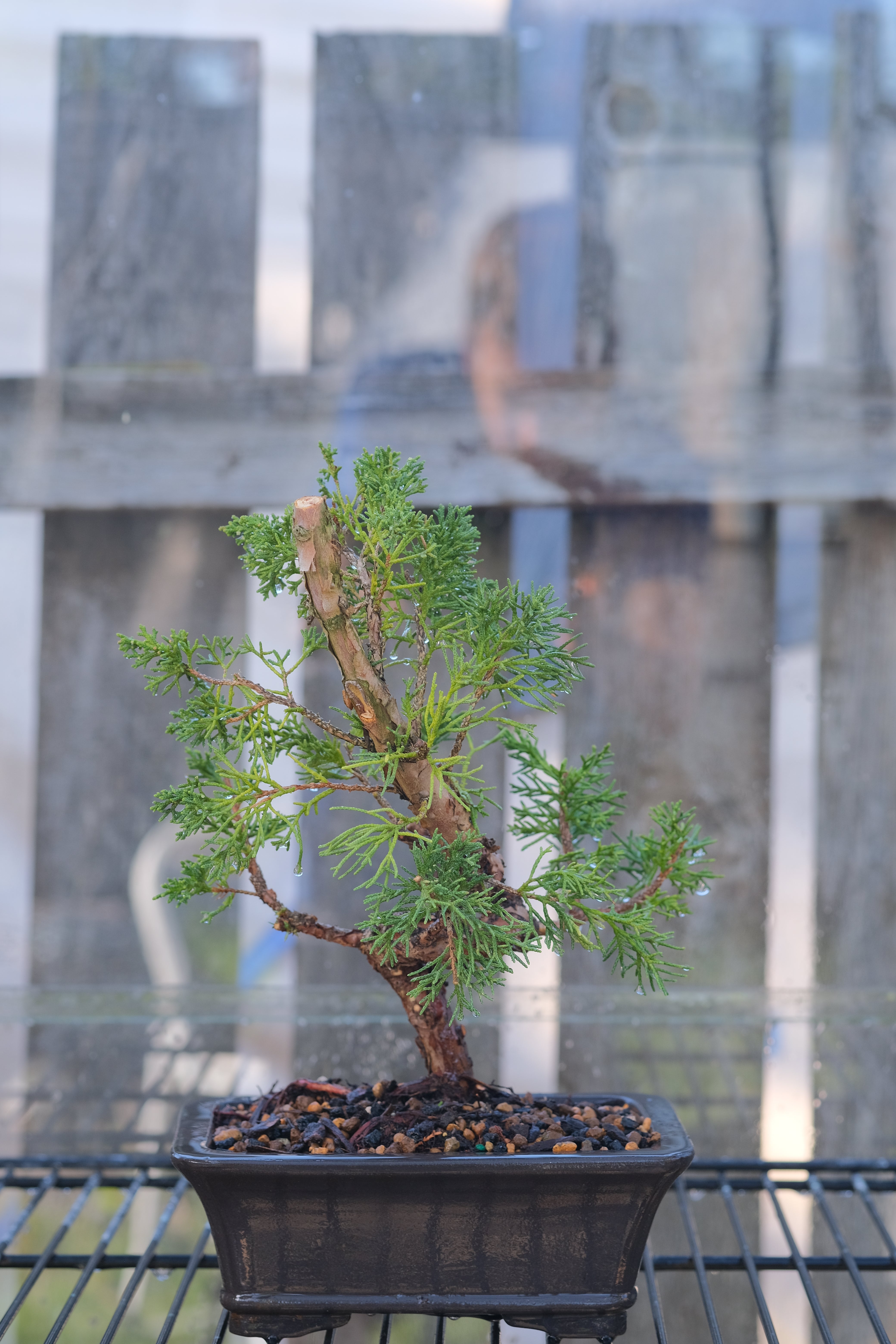 Juniperus chinensis 'Shimpaku'