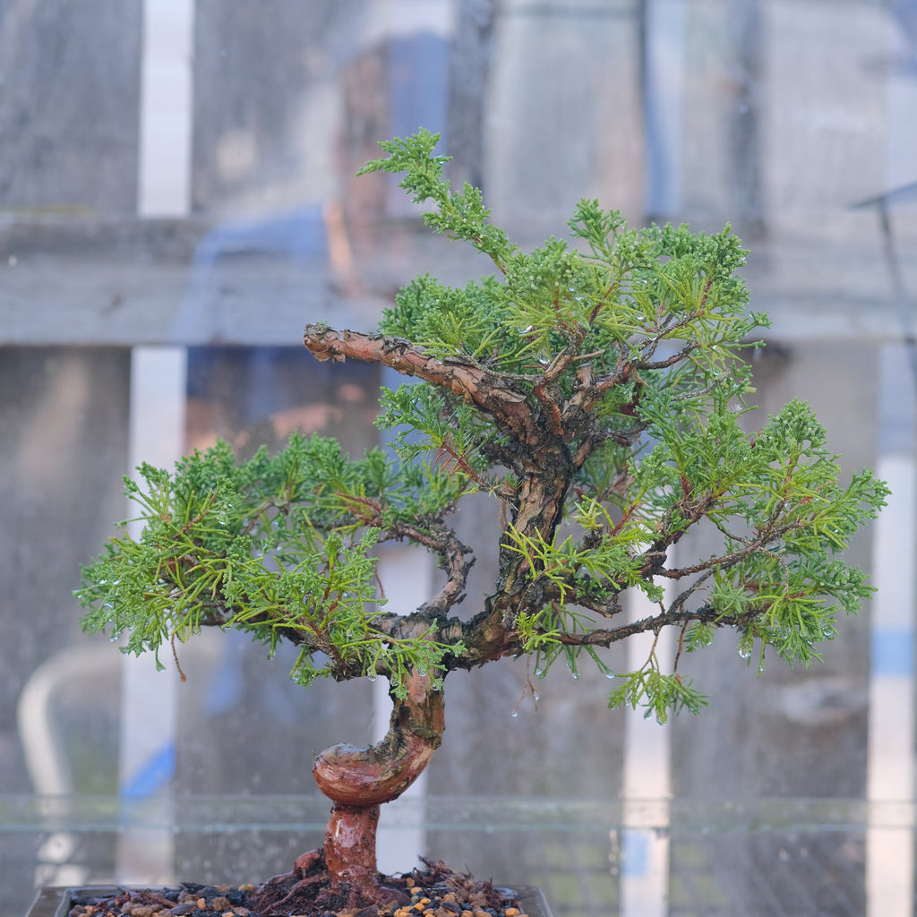 Juniperus chinensis 'Shimpaku'