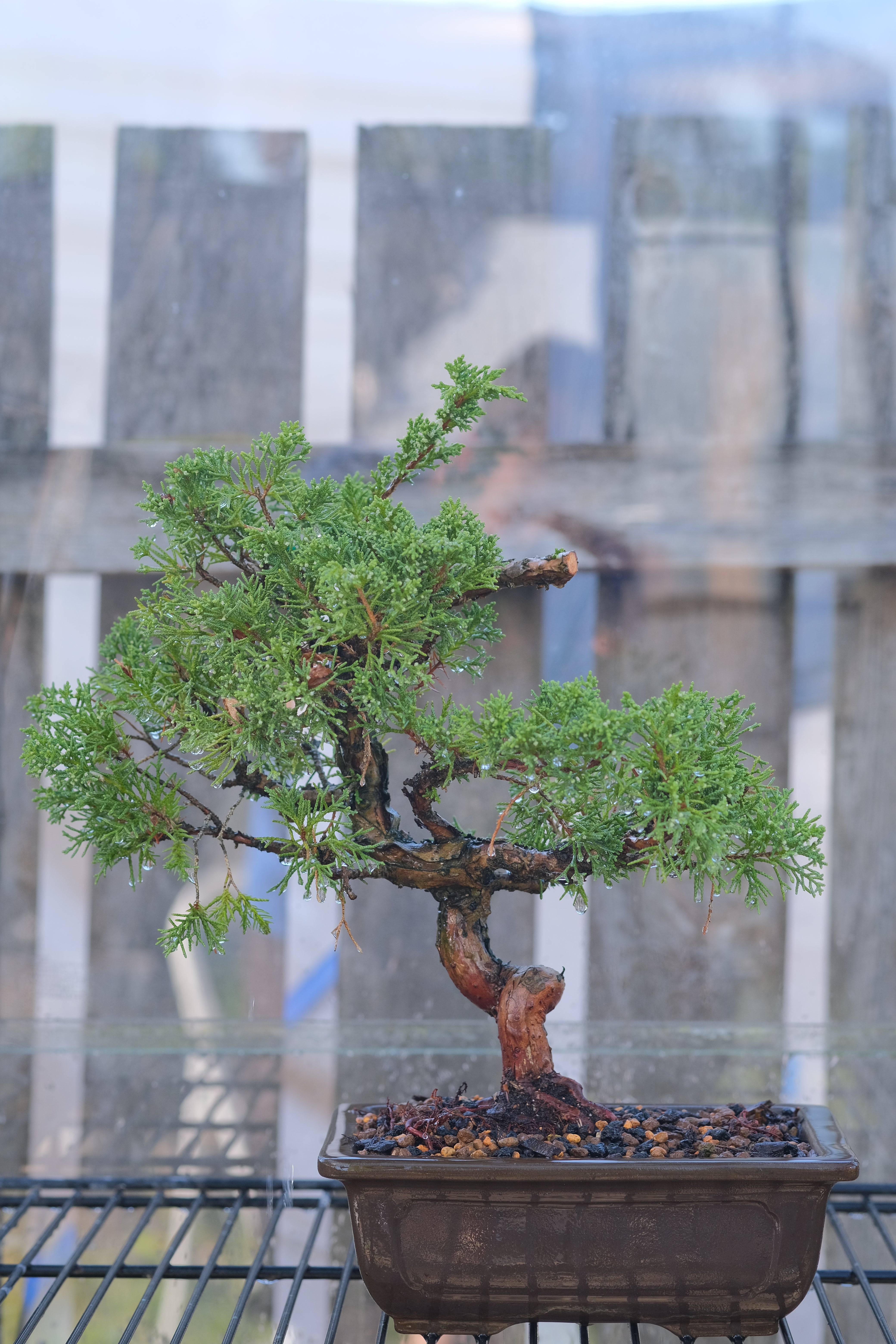 Juniperus chinensis 'Shimpaku'