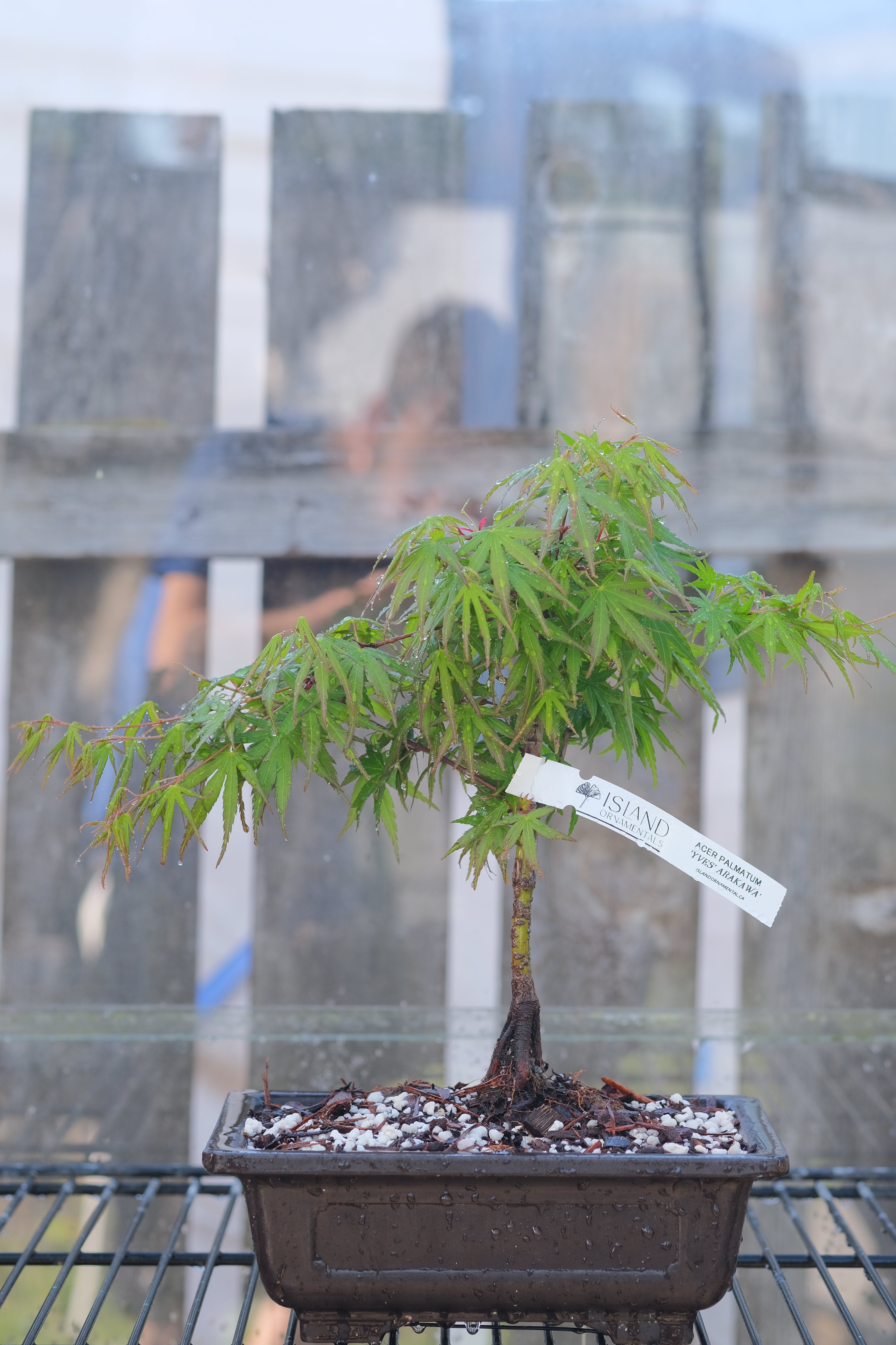 Japanese Maple 'Yves' Arakawa'