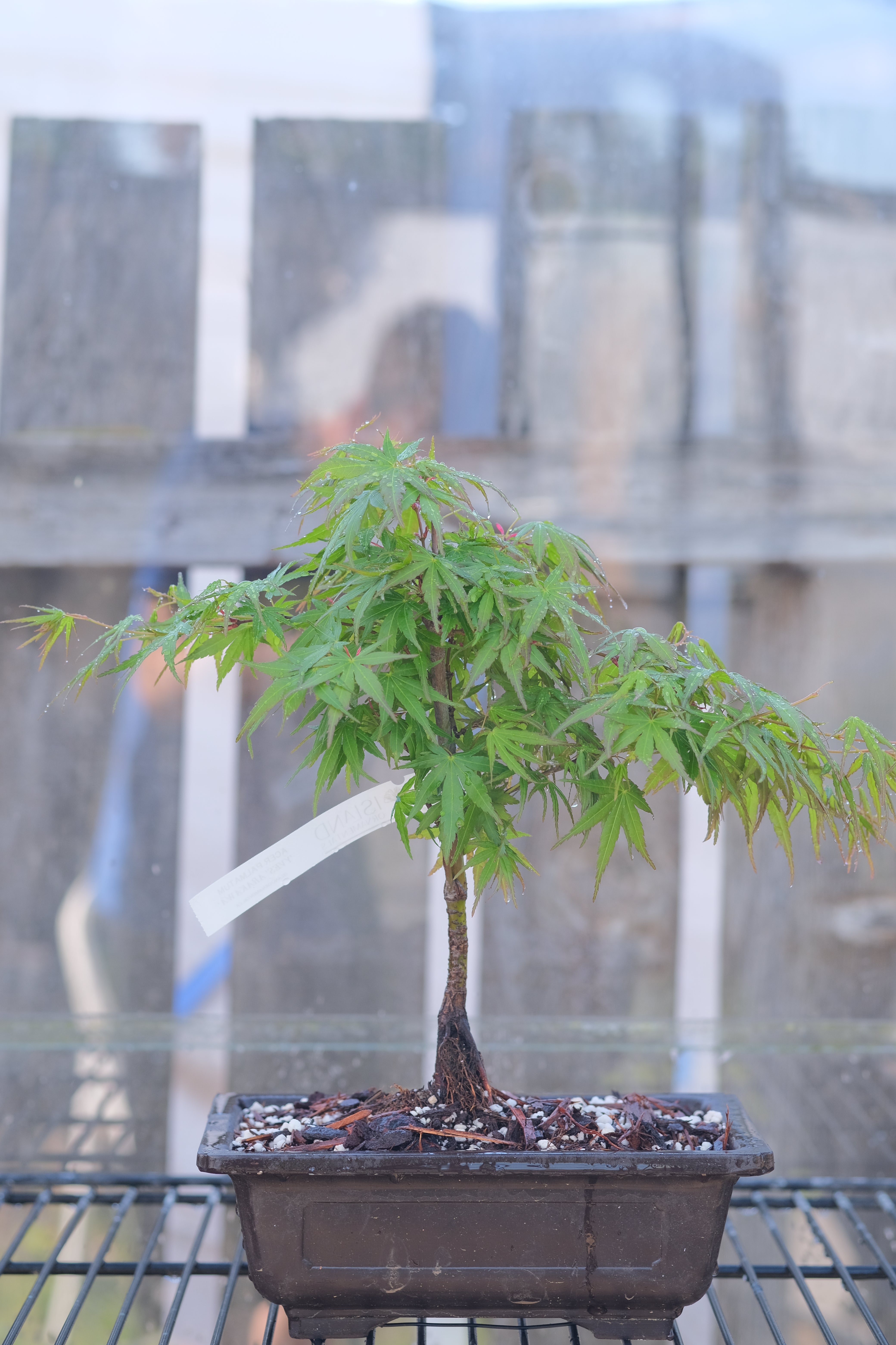Japanese Maple 'Yves' Arakawa'