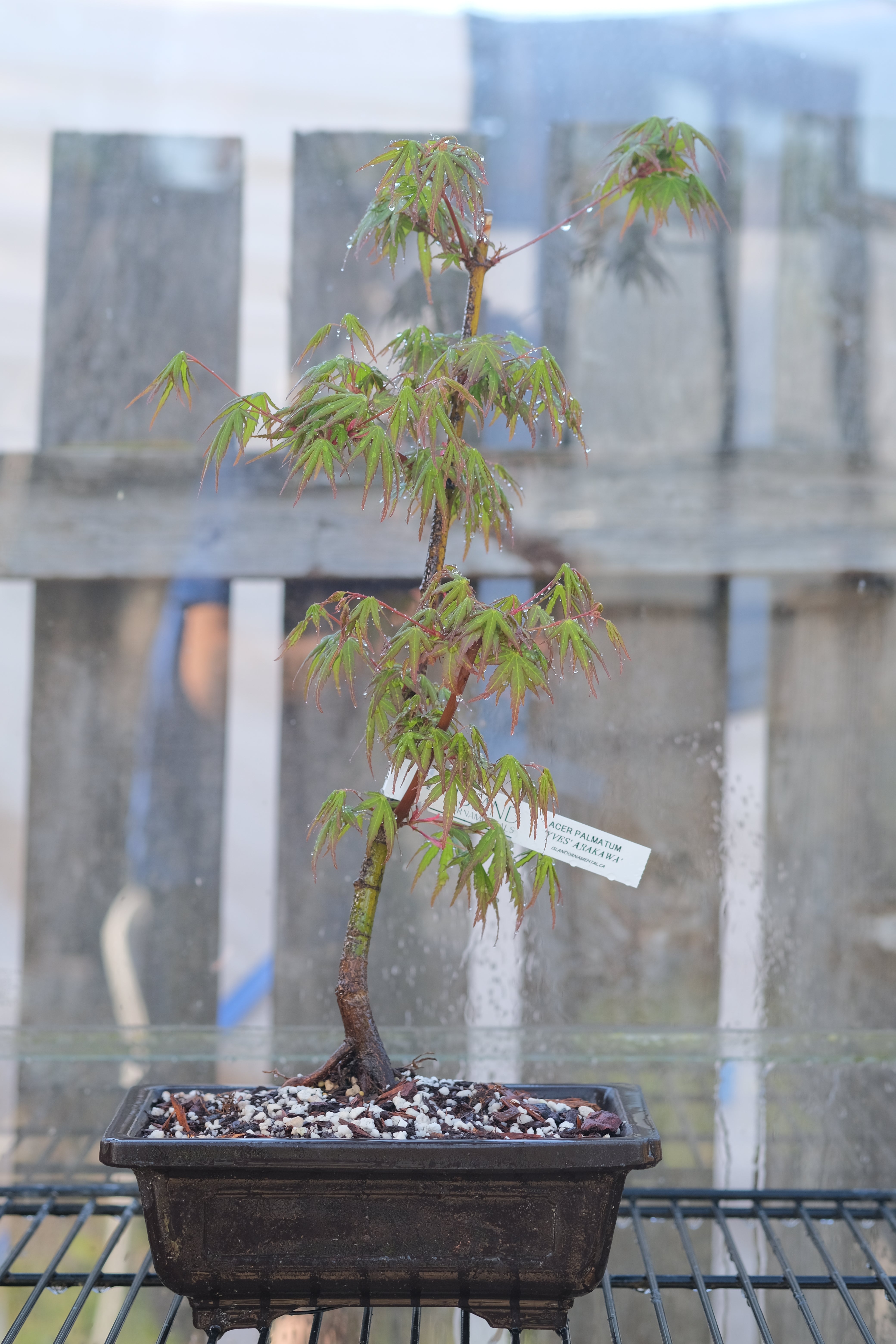 Japanese Maple 'Yves' Arakawa'