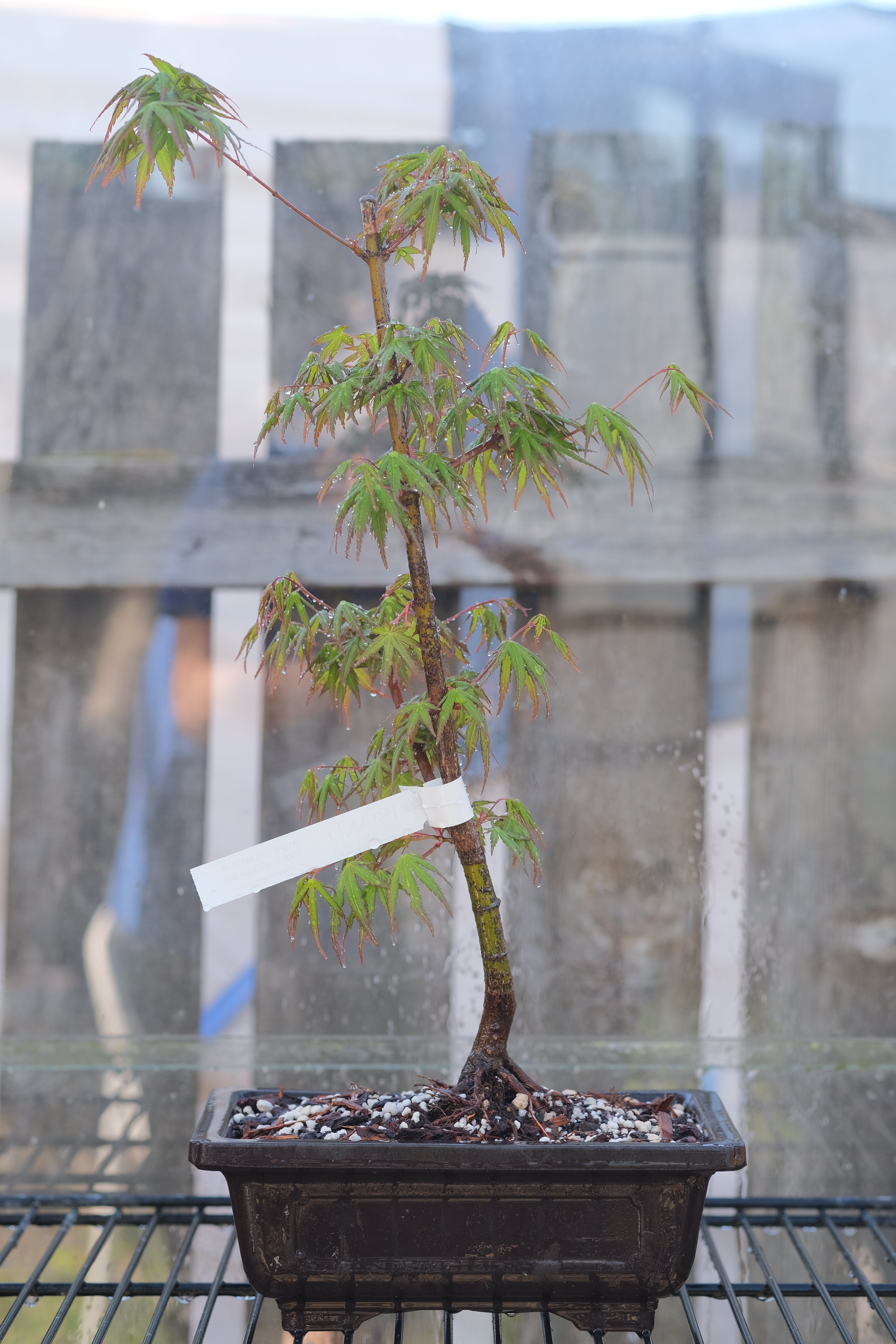 Japanese Maple 'Yves' Arakawa'