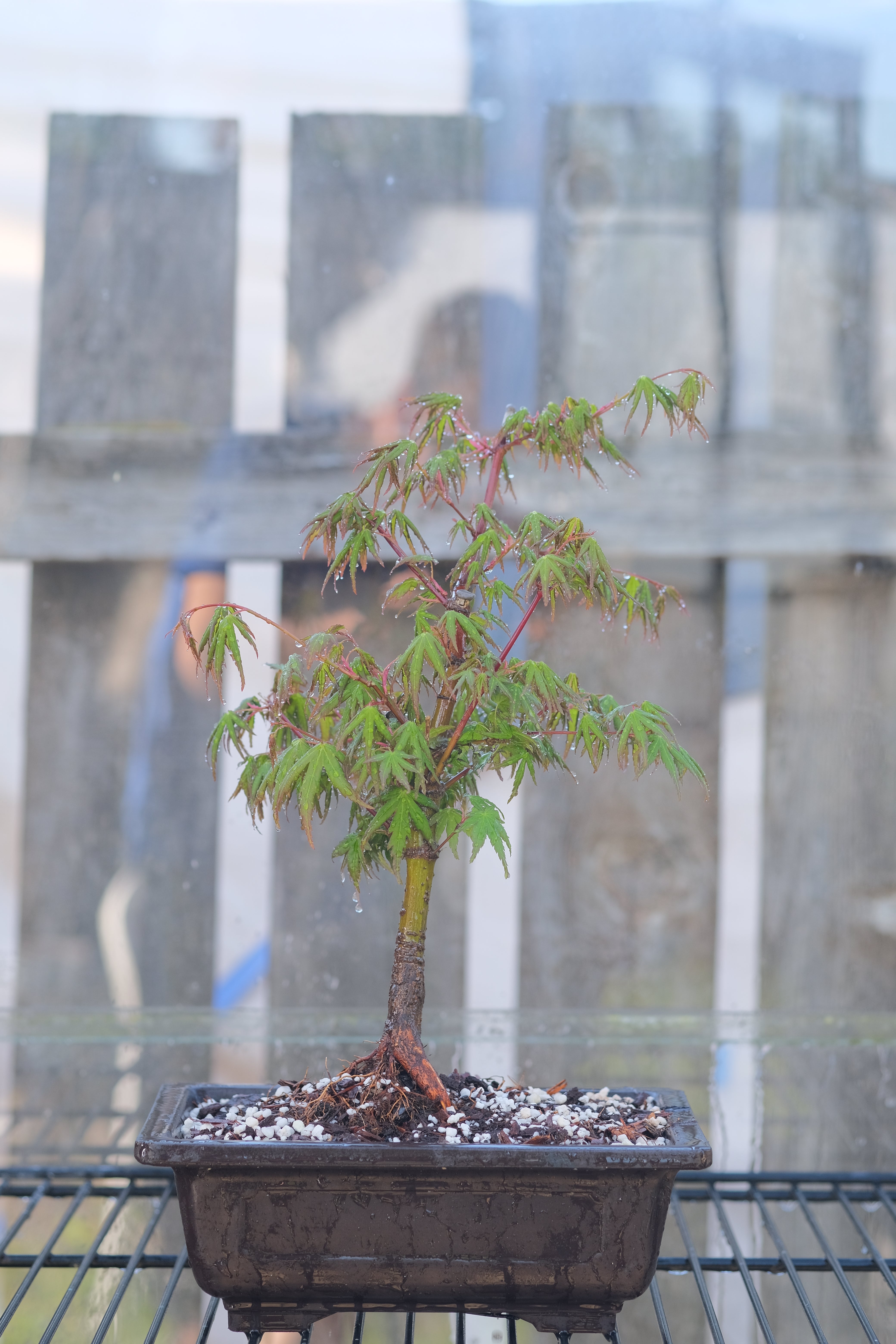 Japanese Maple 'Yves' Arakawa'
