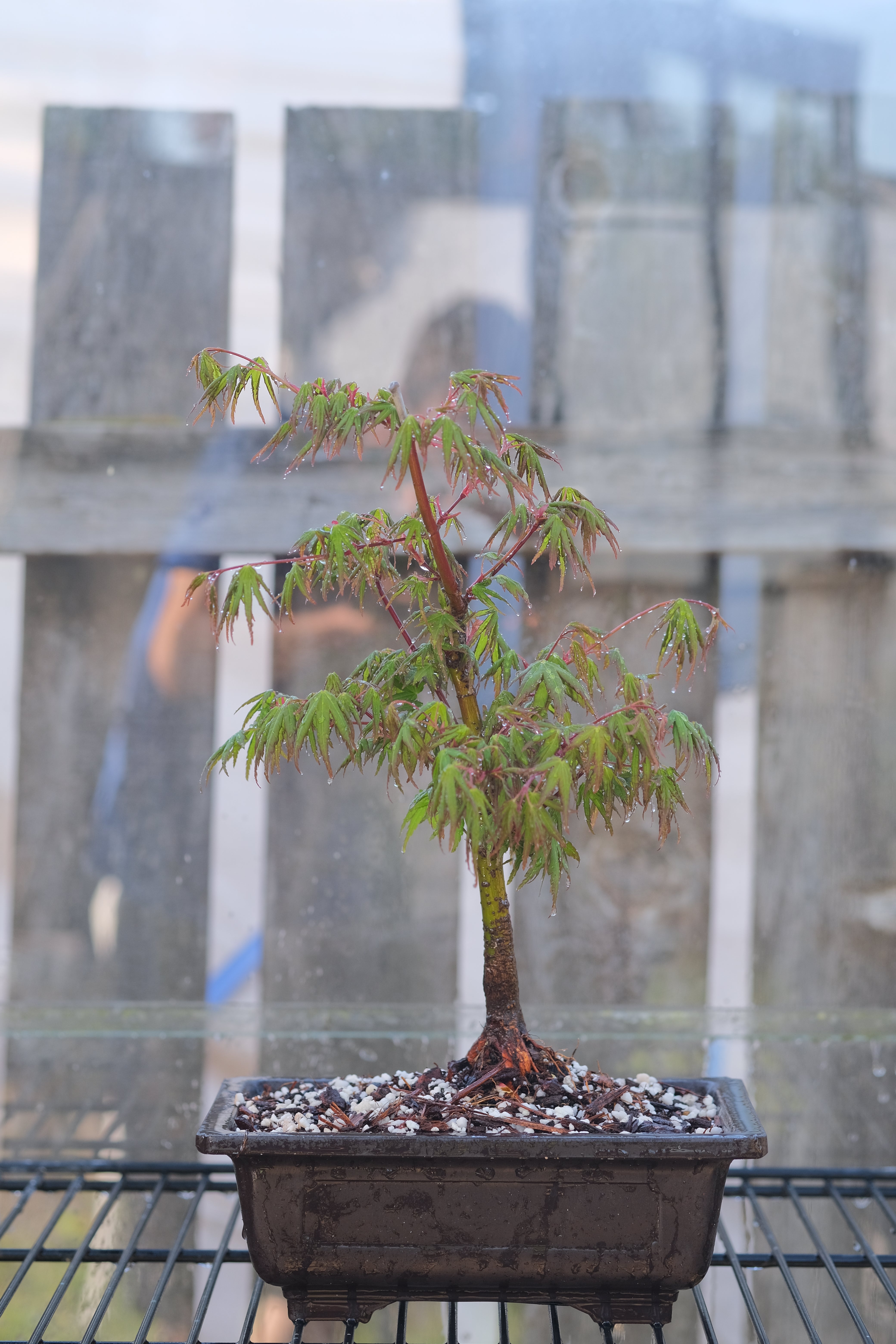 Japanese Maple 'Yves' Arakawa'